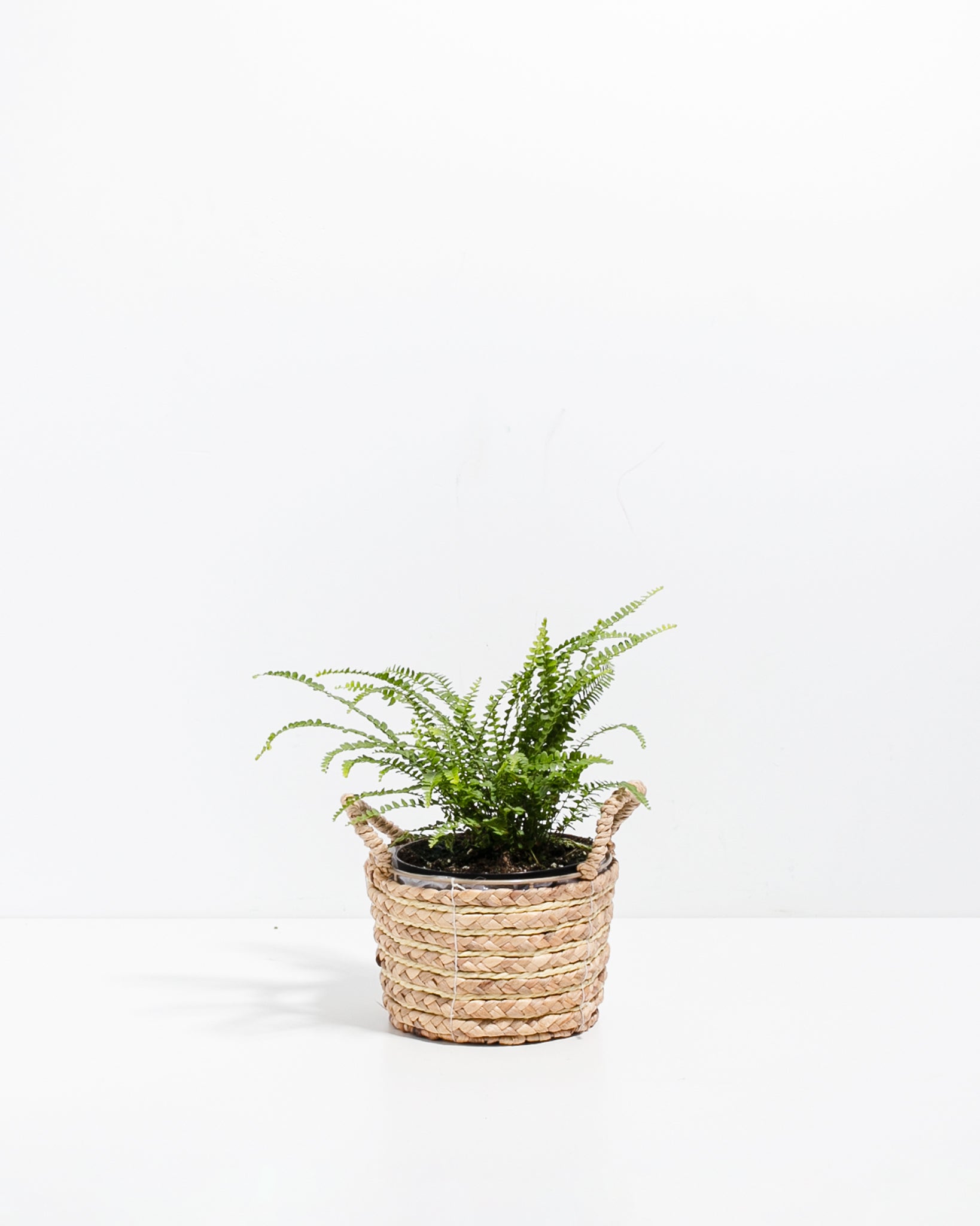 Lemon Button Fern