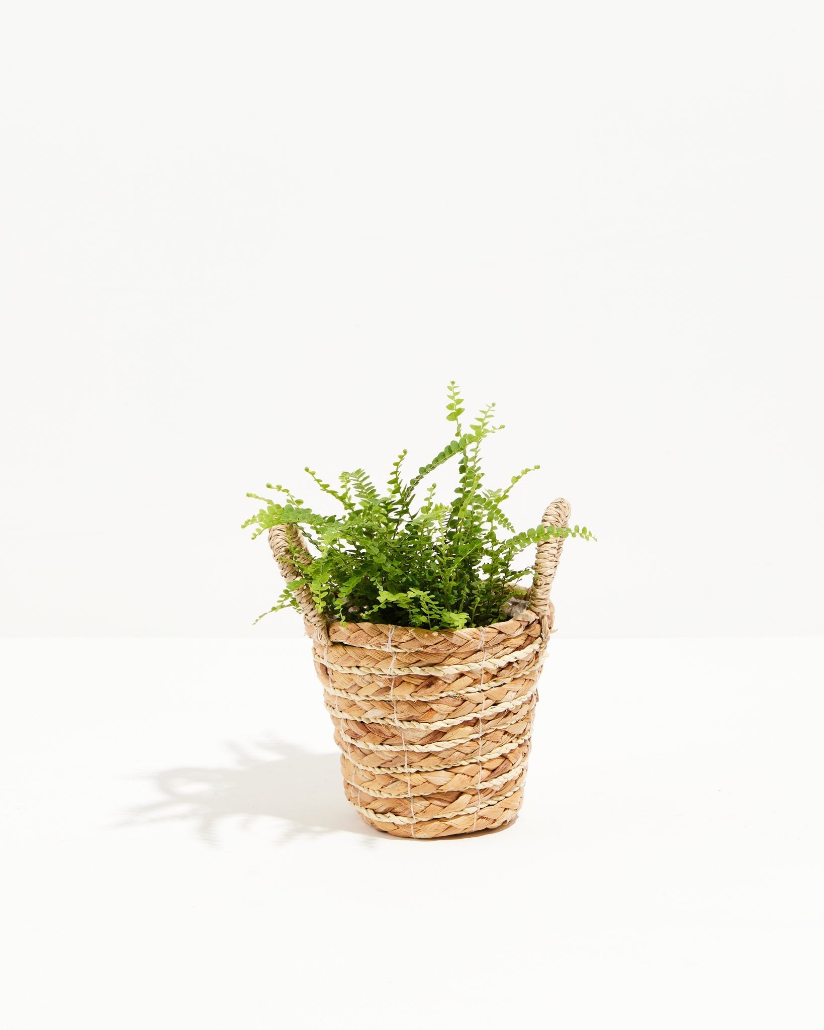 Lemon Button Fern