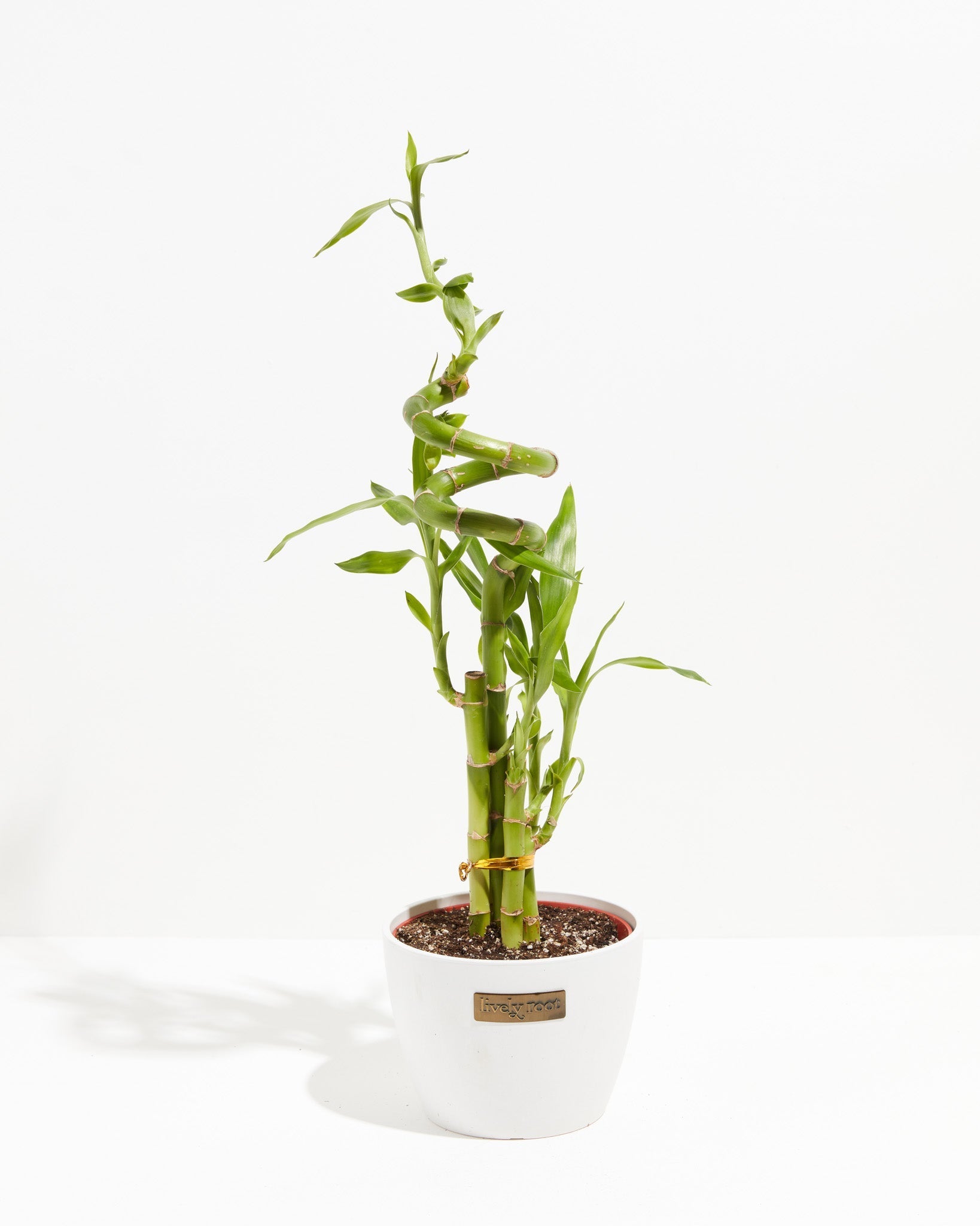 Lucky Bamboo