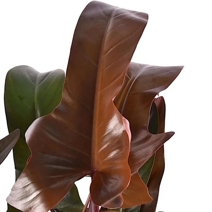 Philodendron Florida Bronze
