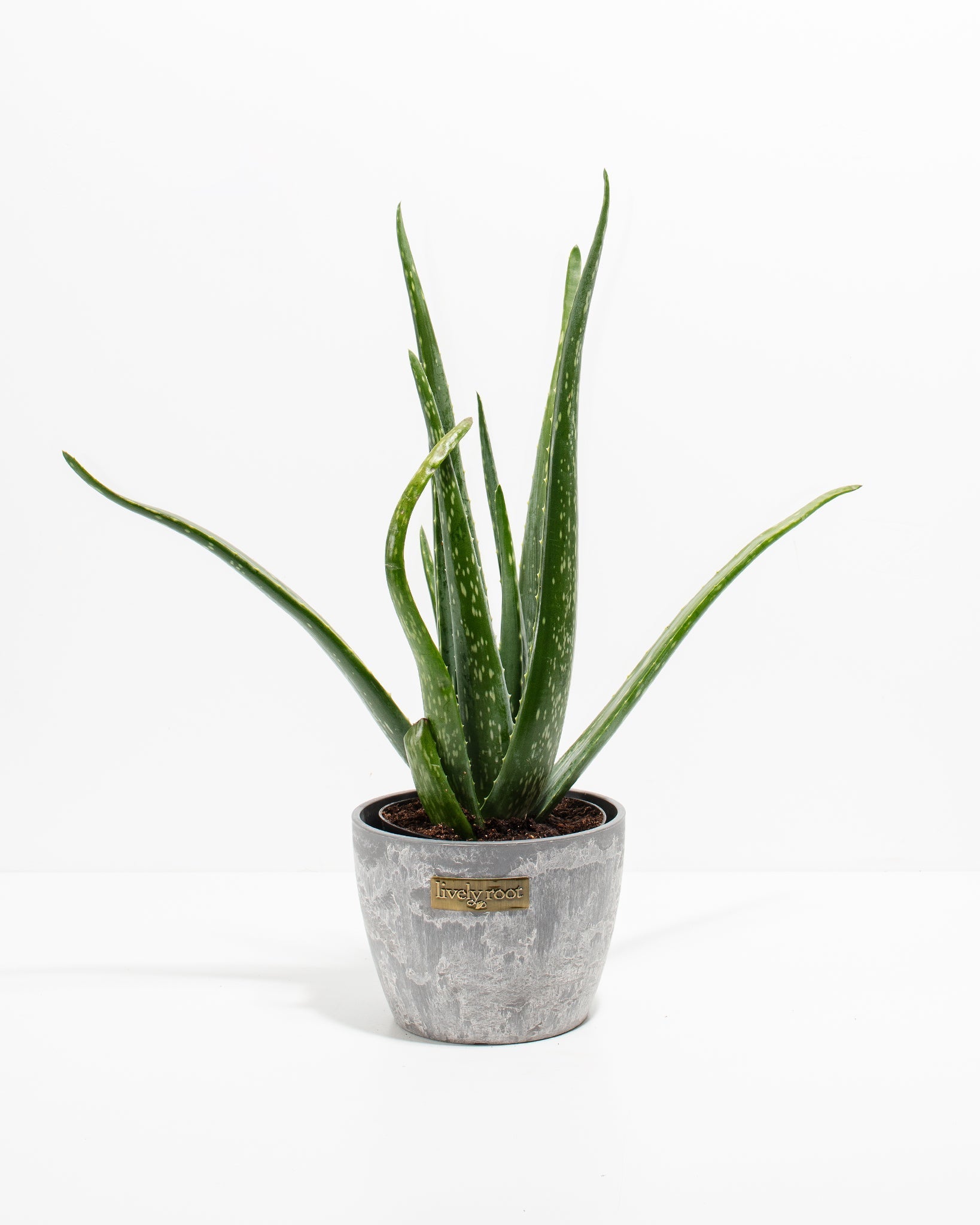 Aloe Vera Plant