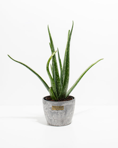 Aloe Vera Plant