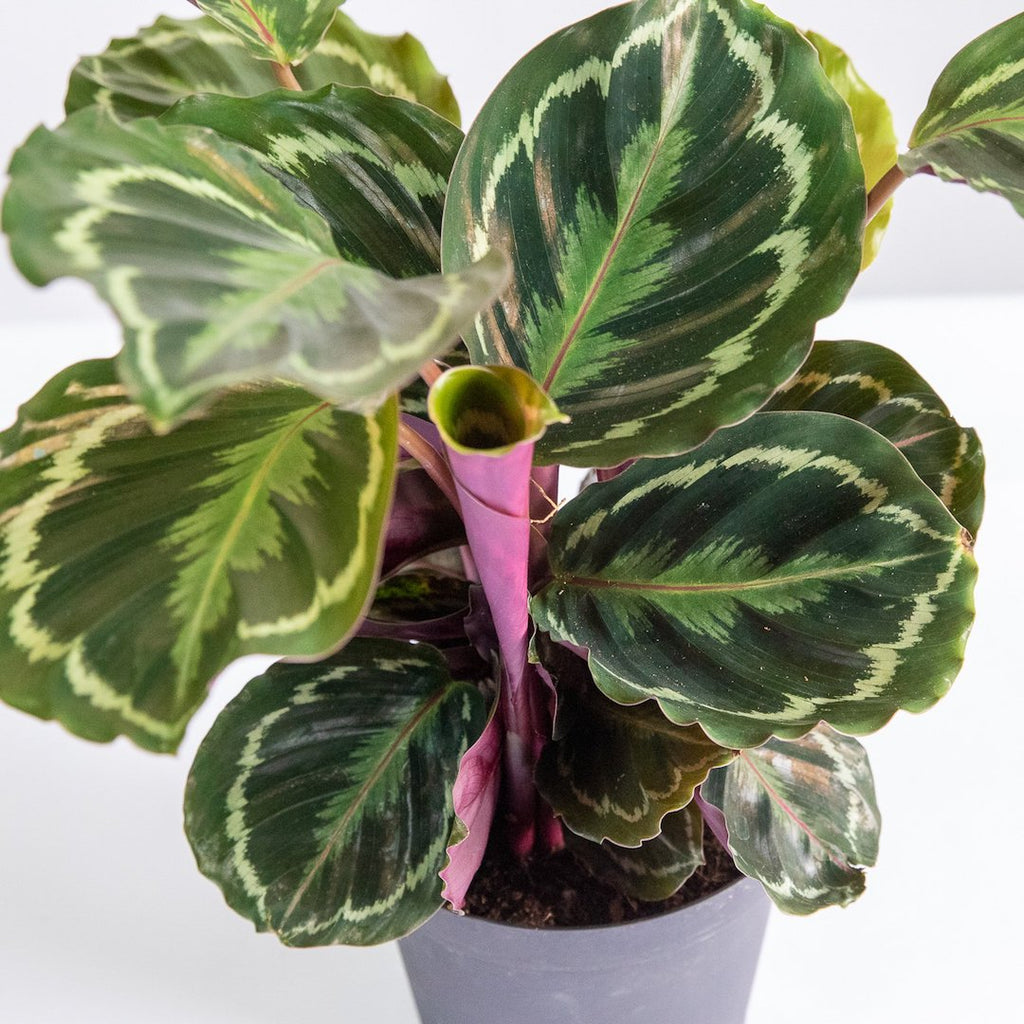 Calathea Medallion