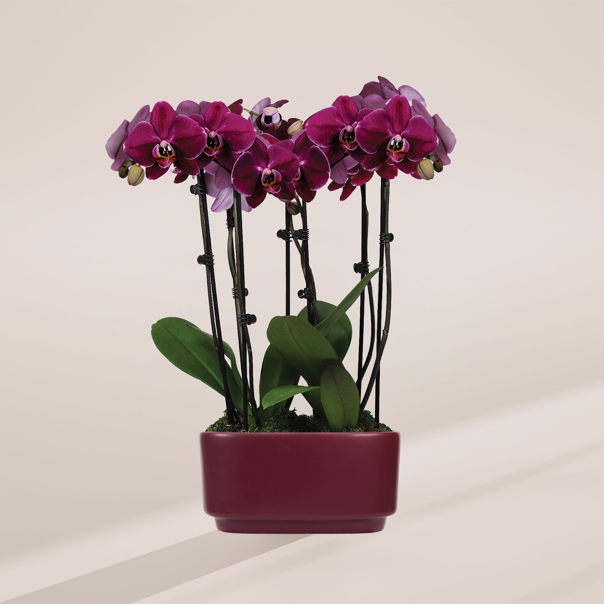 Dark Purple Orchid Centerpiece