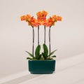 Salmon Orchid Centerpiece