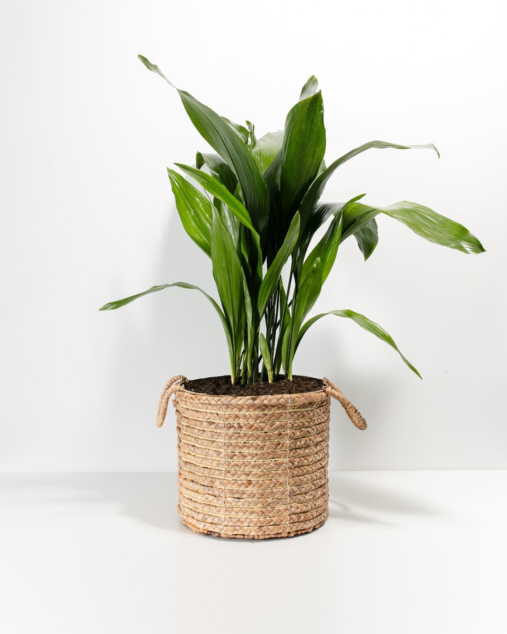 Cast Iron Plant