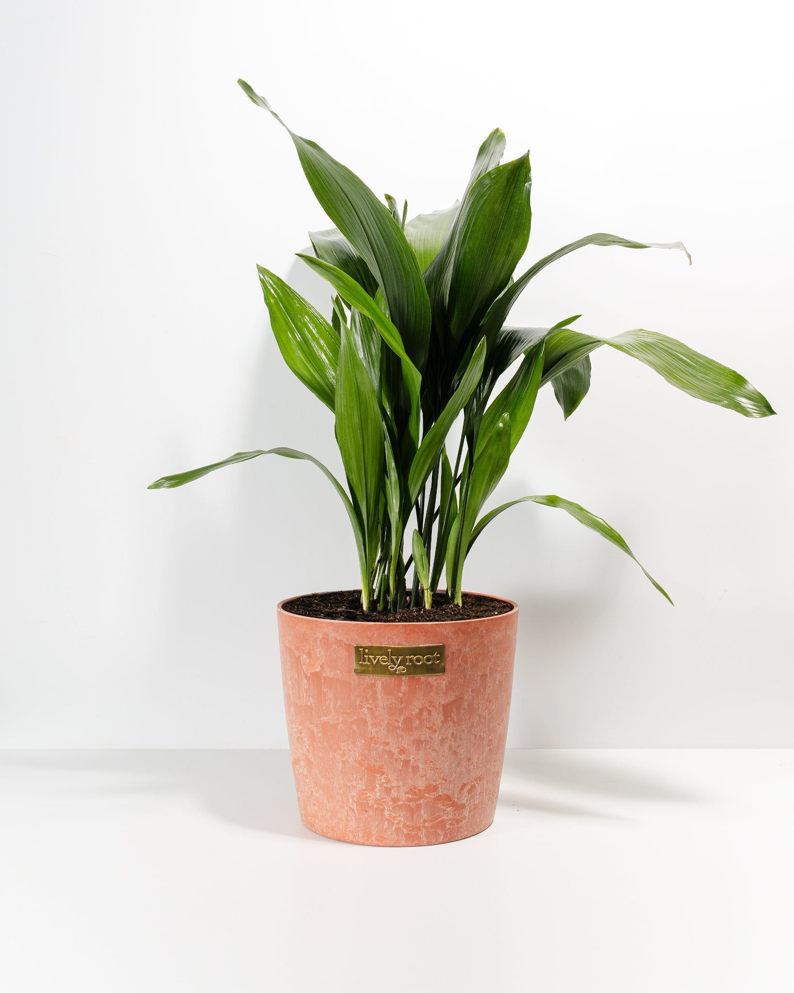 Cast Iron Plant
