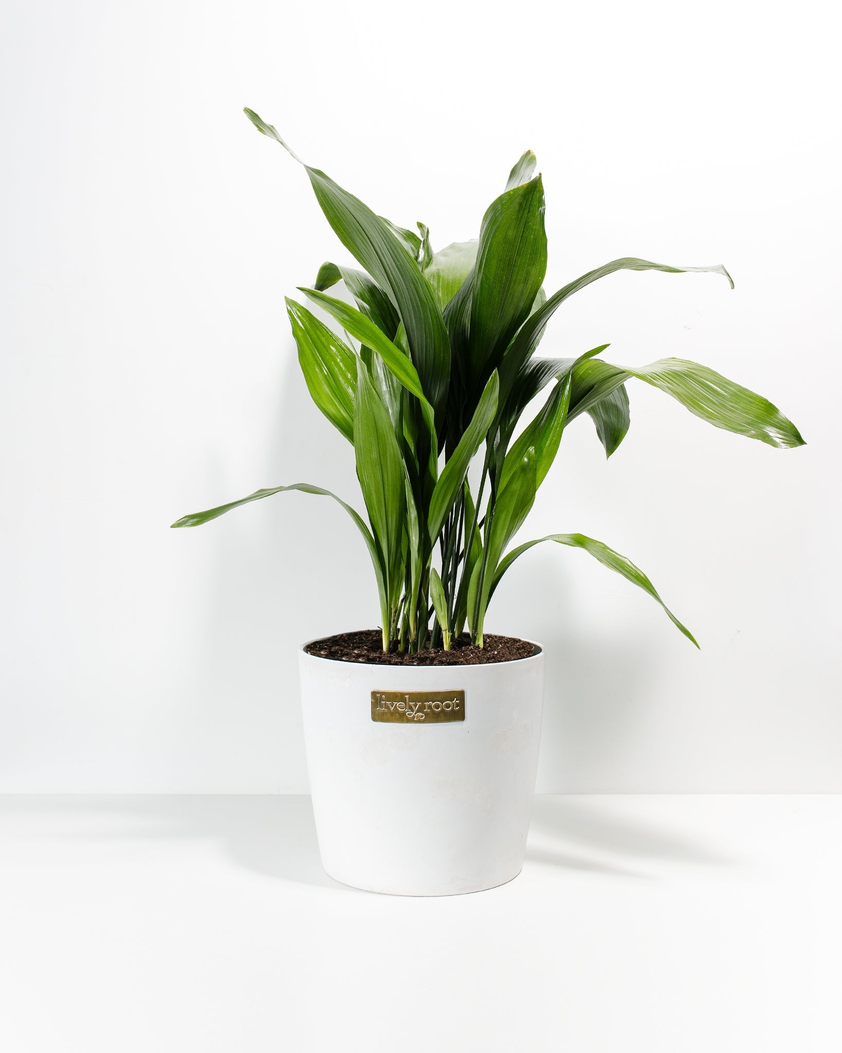 Cast Iron Plant