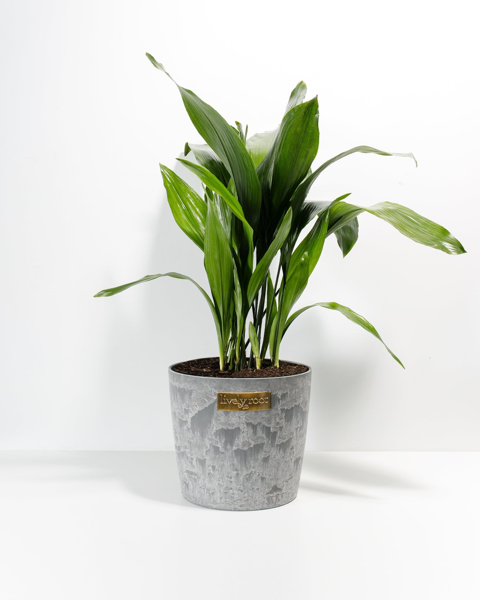 Cast Iron Plant