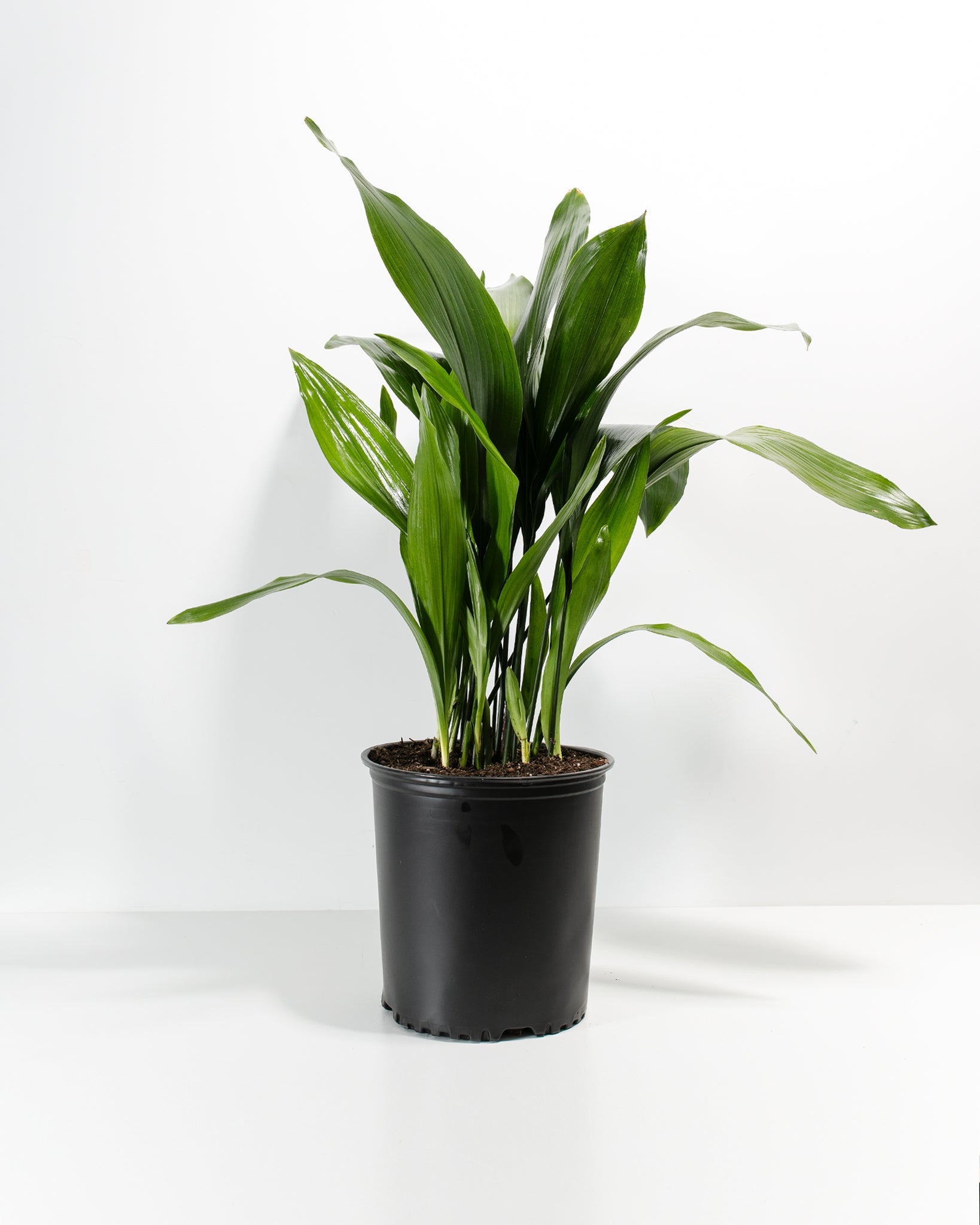 Cast Iron Plant
