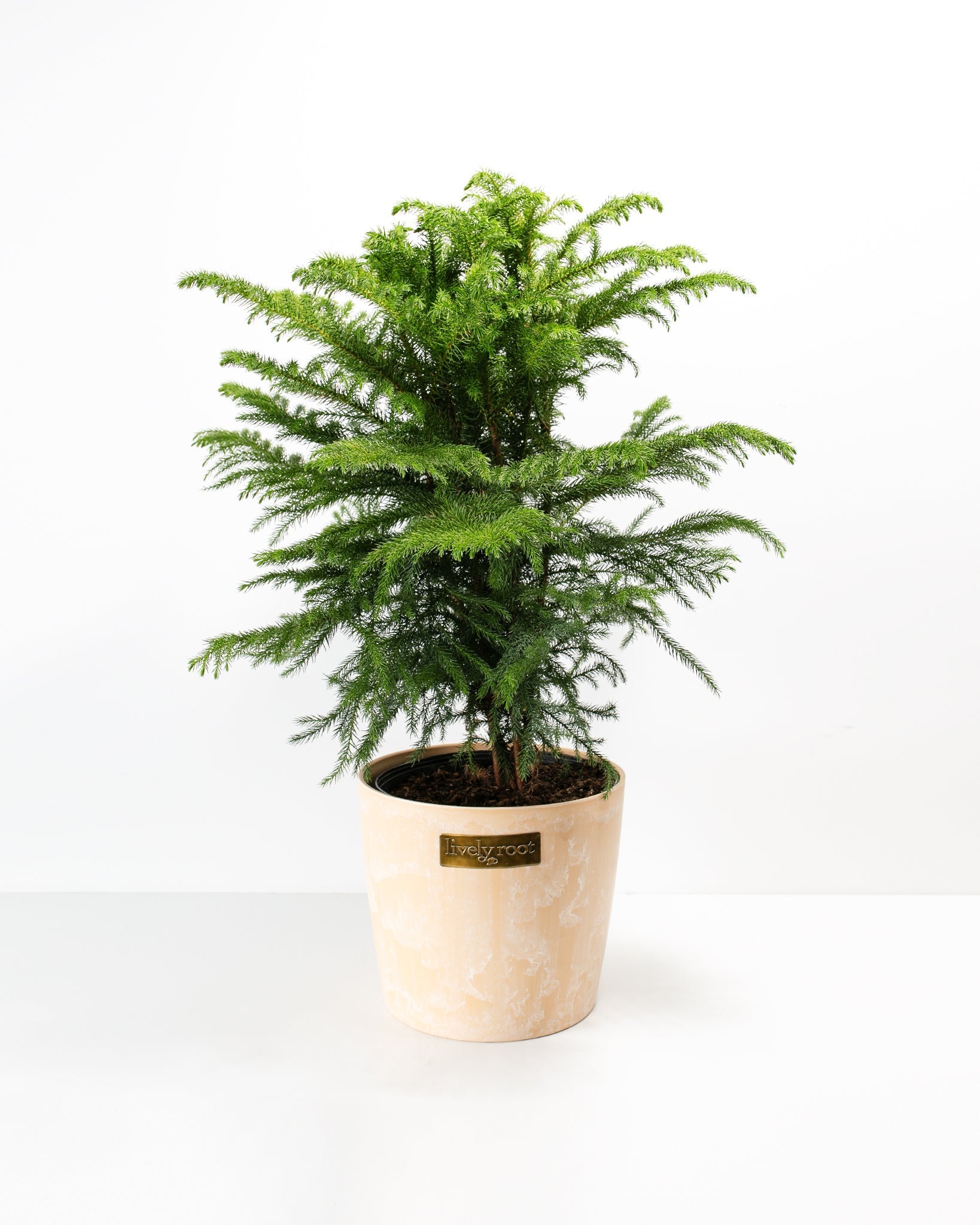 Norfolk Island Pine