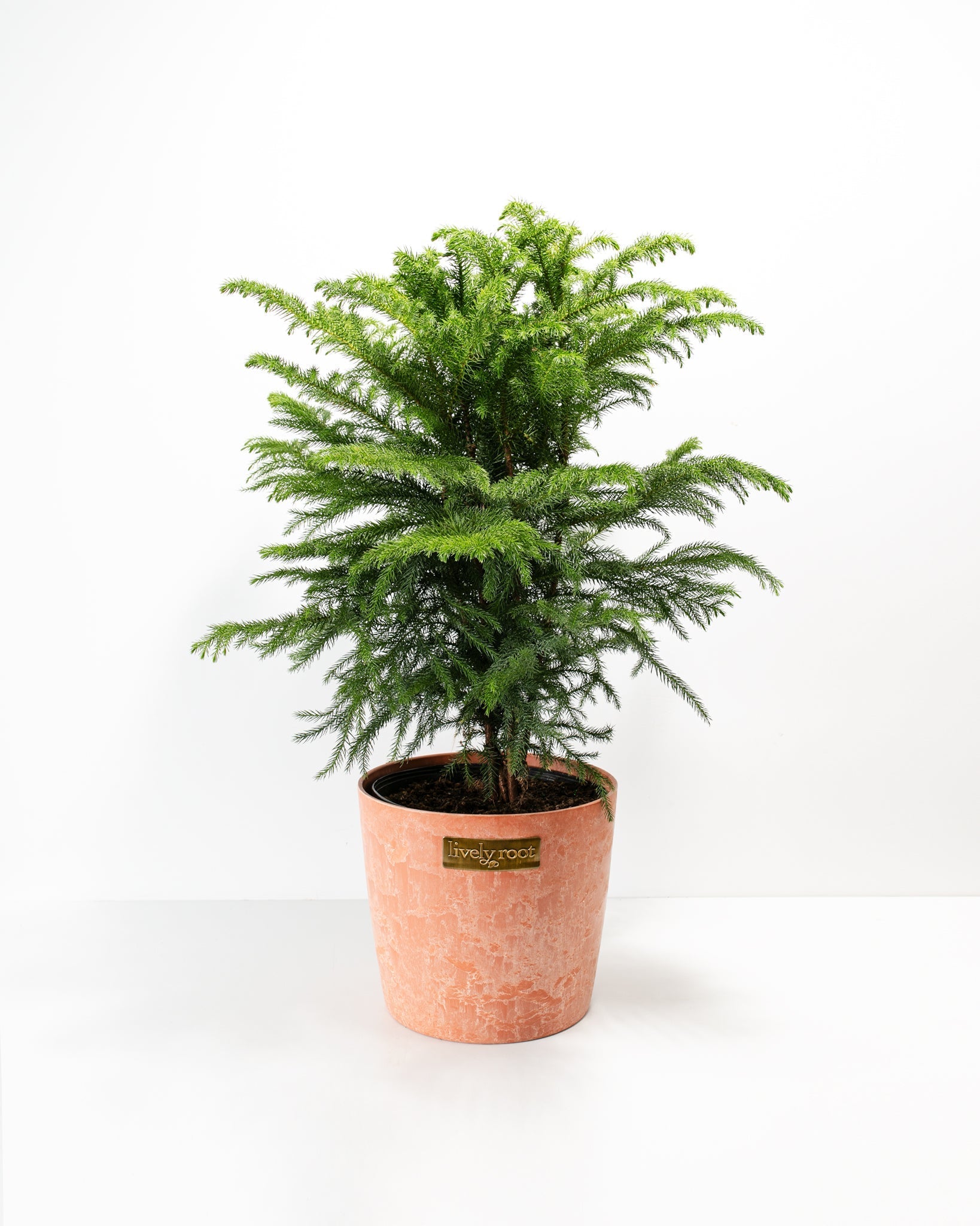 Norfolk Island Pine