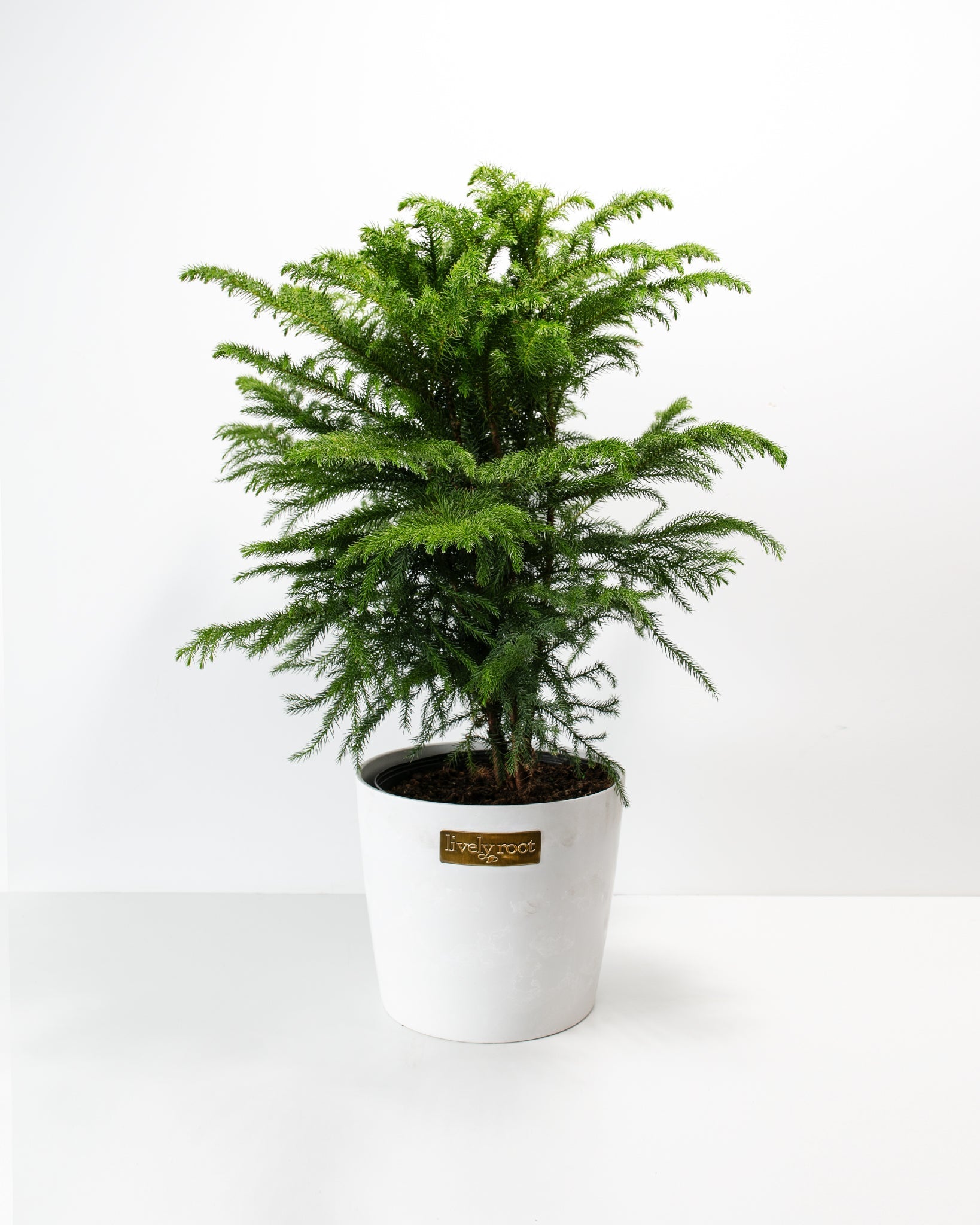 Norfolk Island Pine