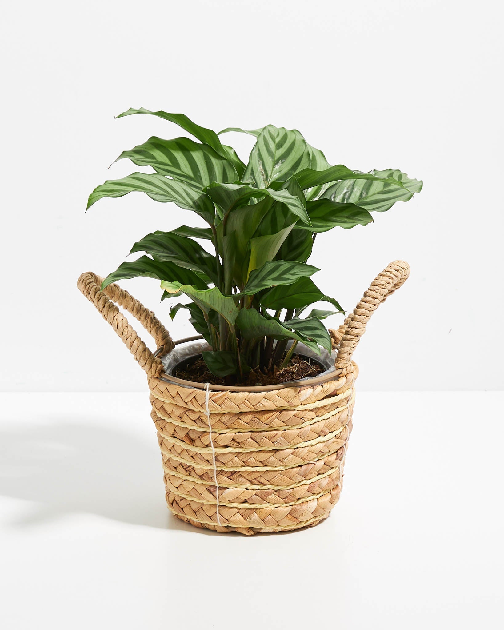 Calathea Concinna Freddie