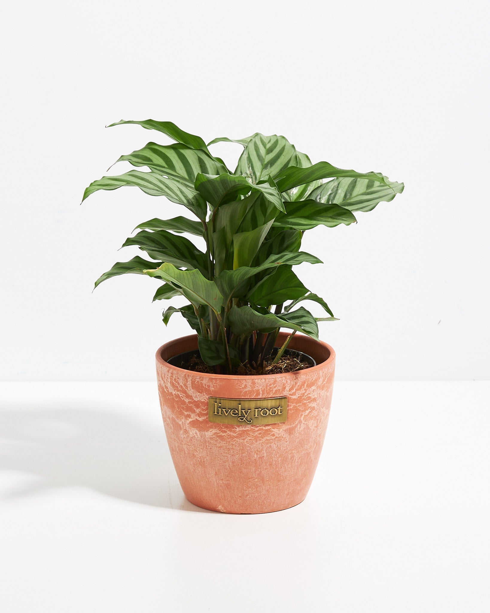 Calathea Concinna Freddie