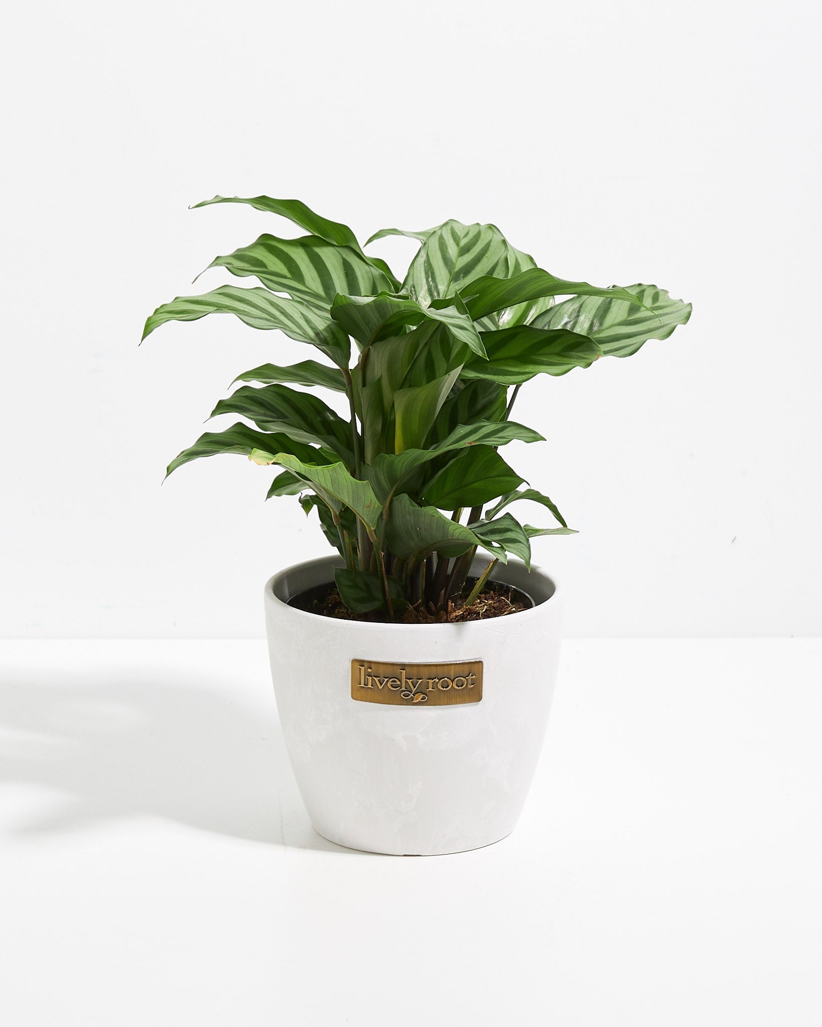 Calathea Concinna Freddie