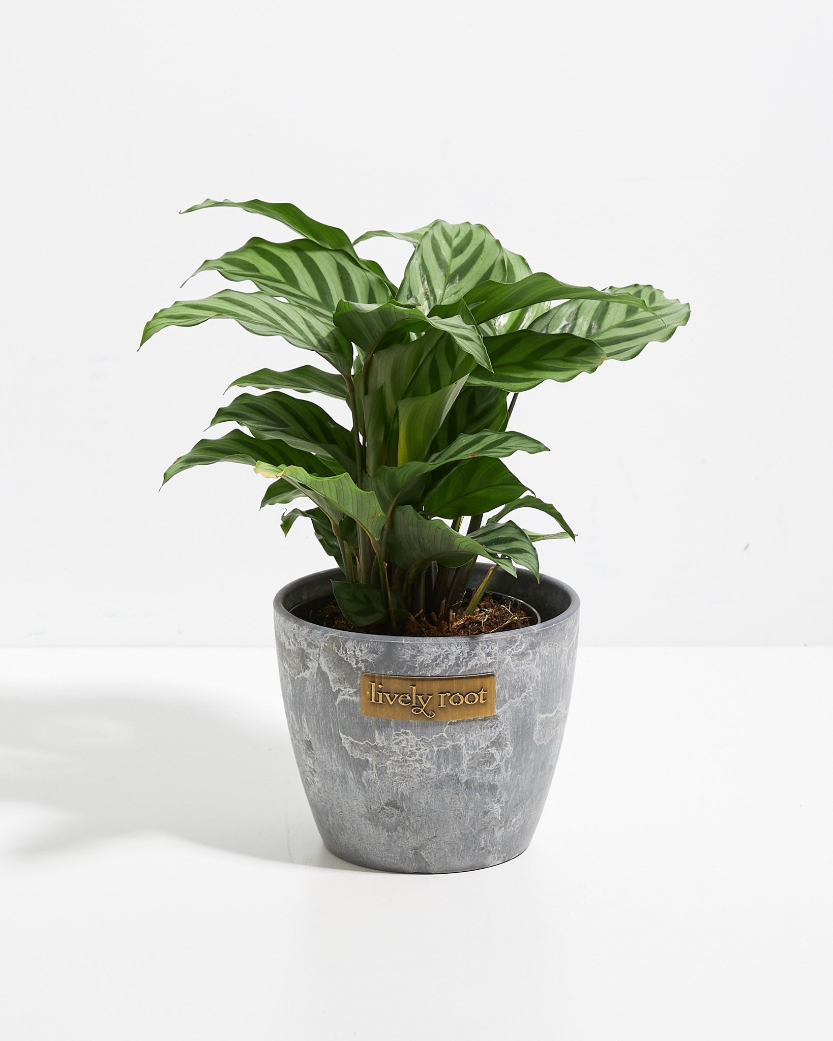 Calathea Concinna Freddie