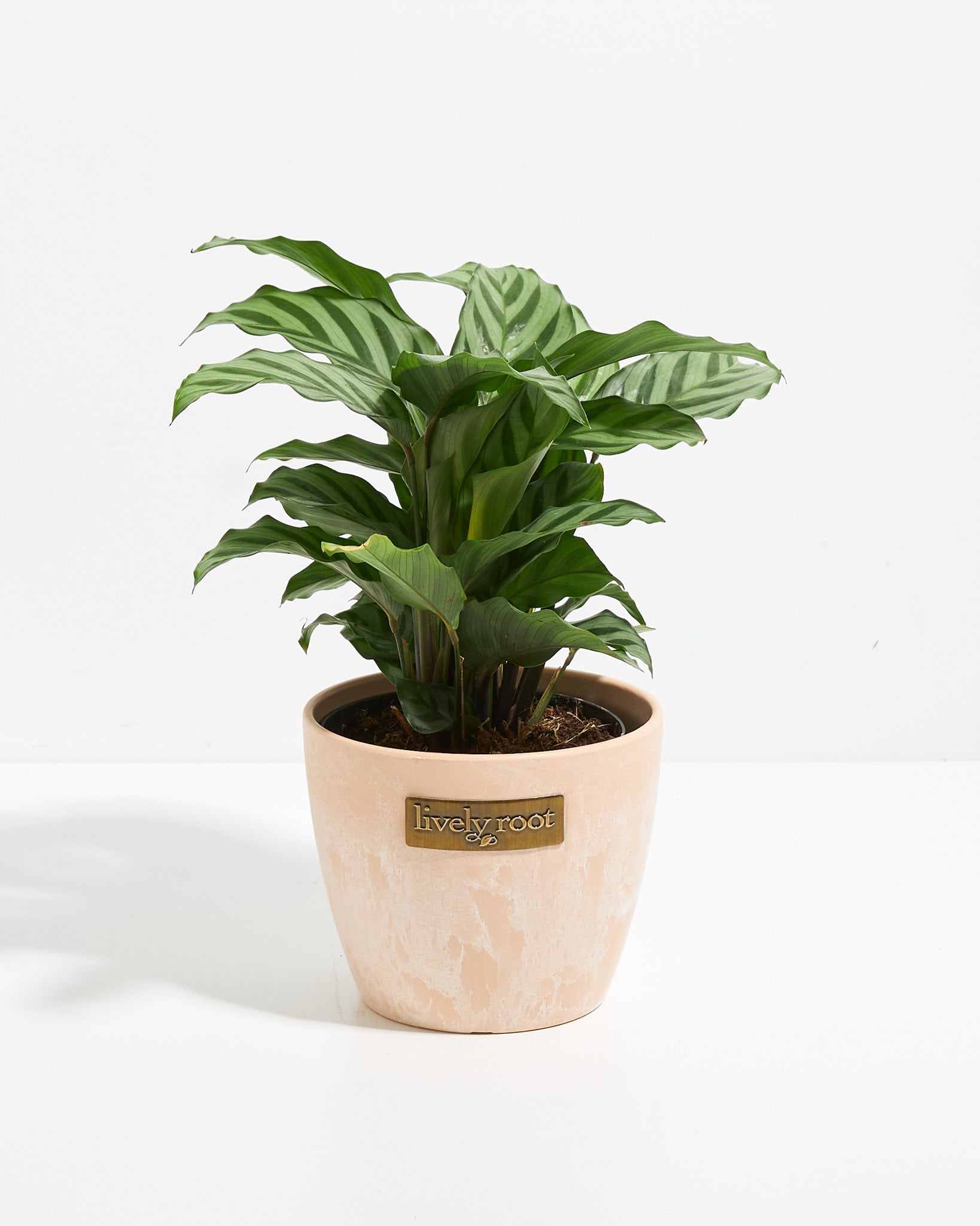 Calathea Concinna Freddie