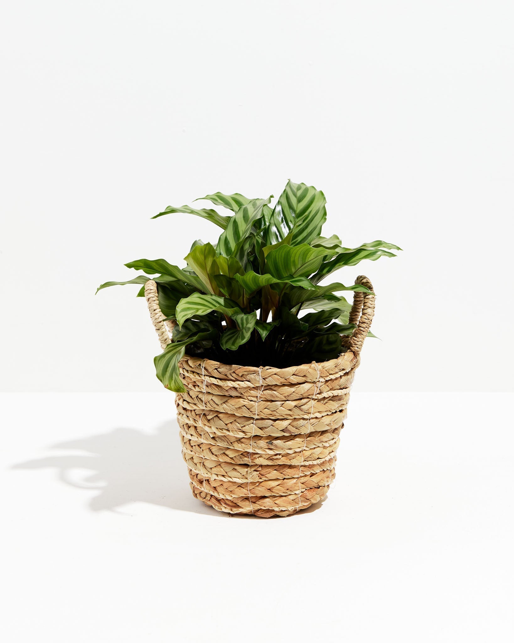 Calathea Concinna Freddie