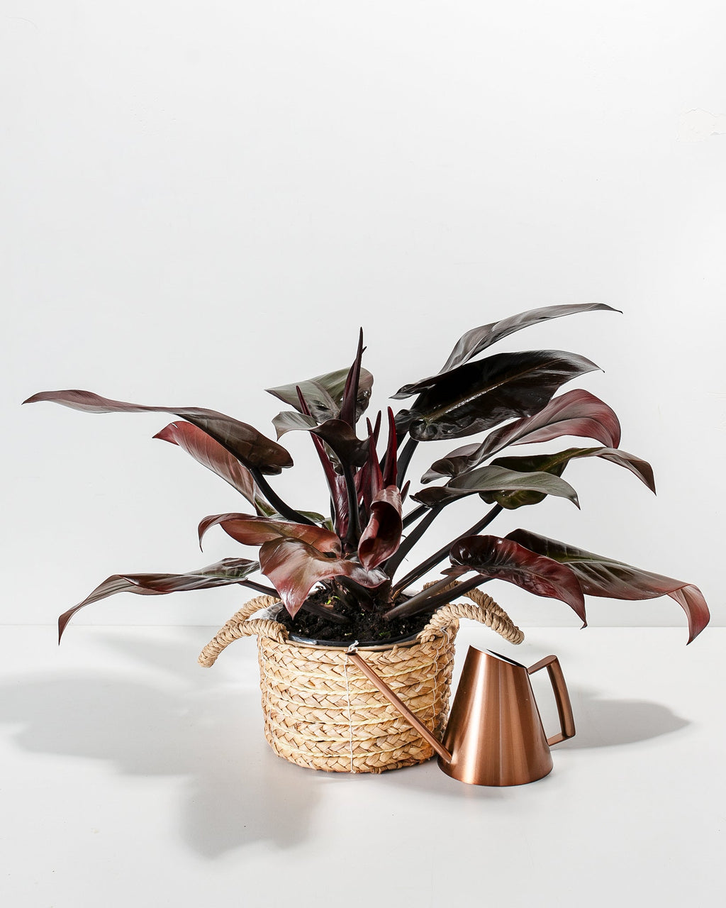 Philodendron Black Cardinal