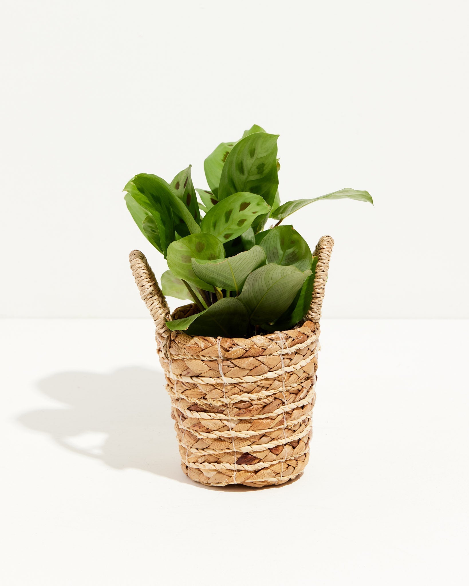 Maranta Leuconeura