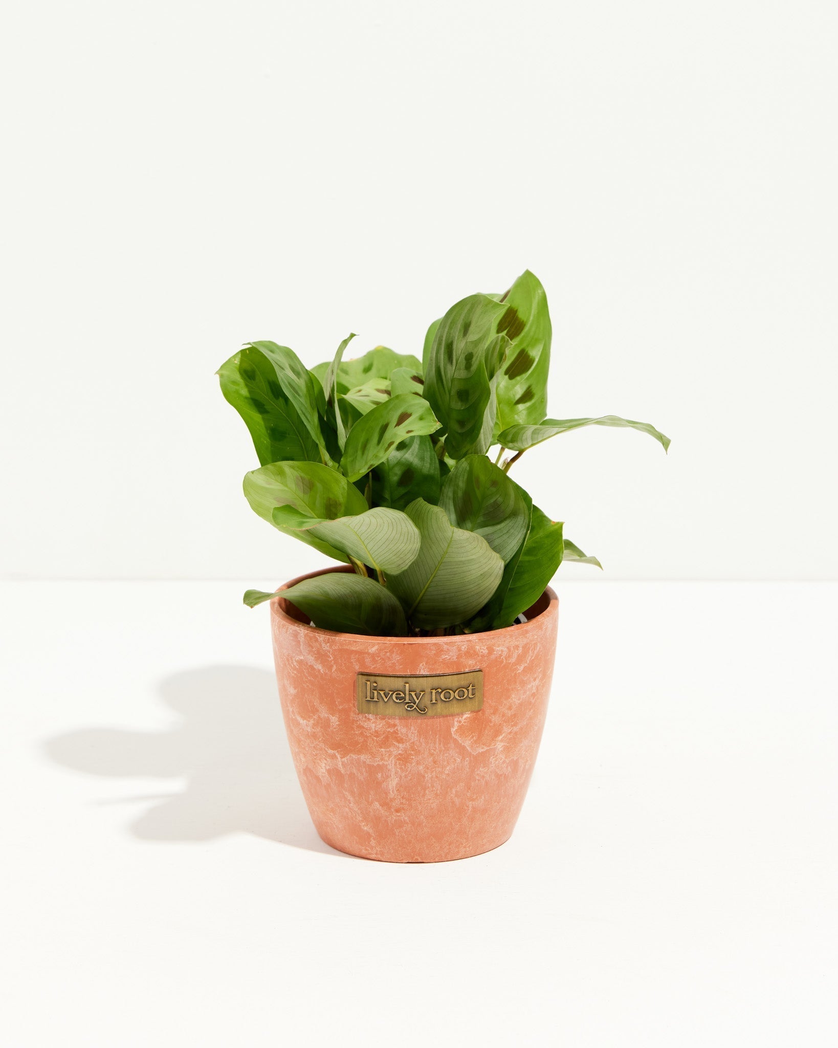 Maranta Leuconeura