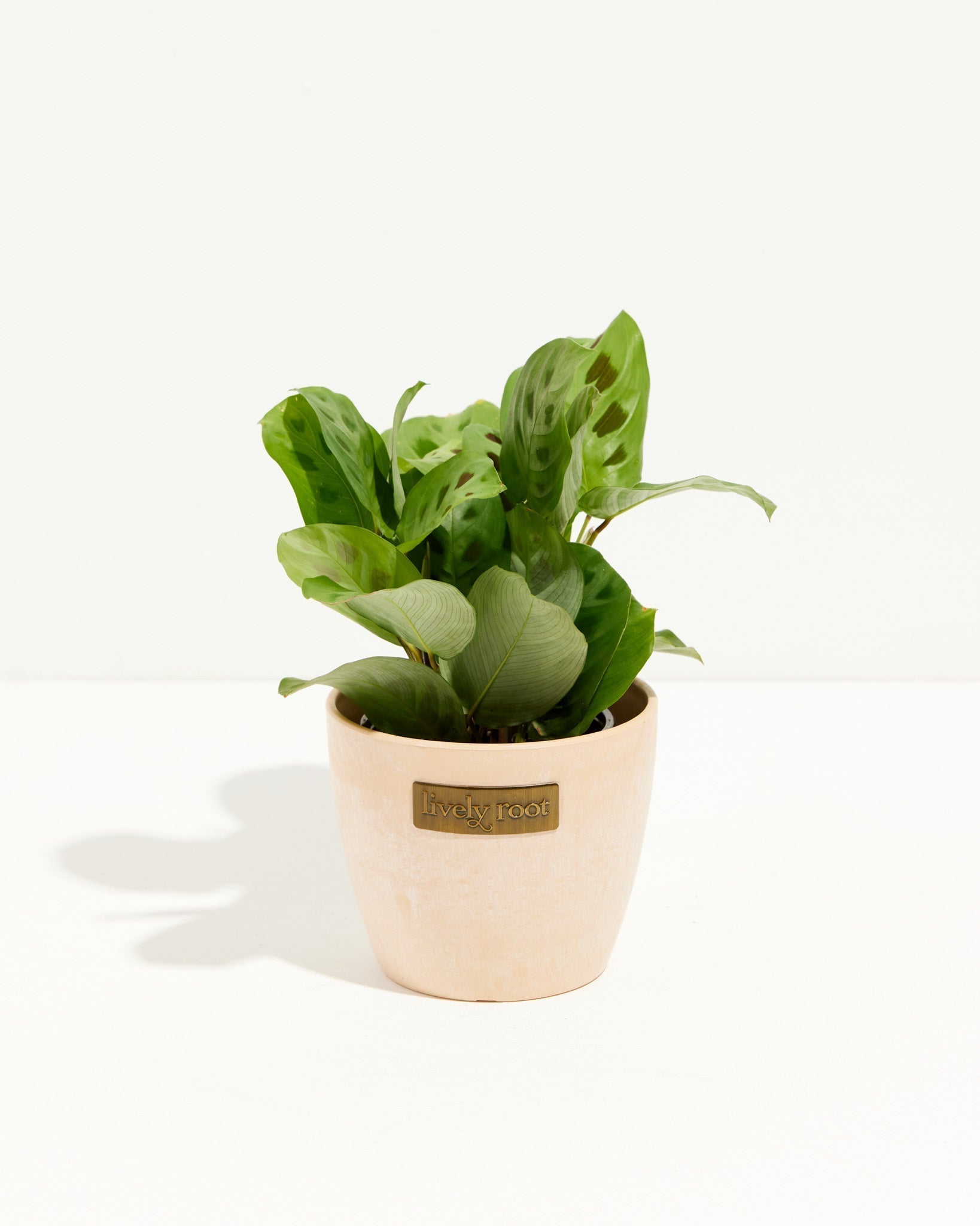 Maranta Leuconeura