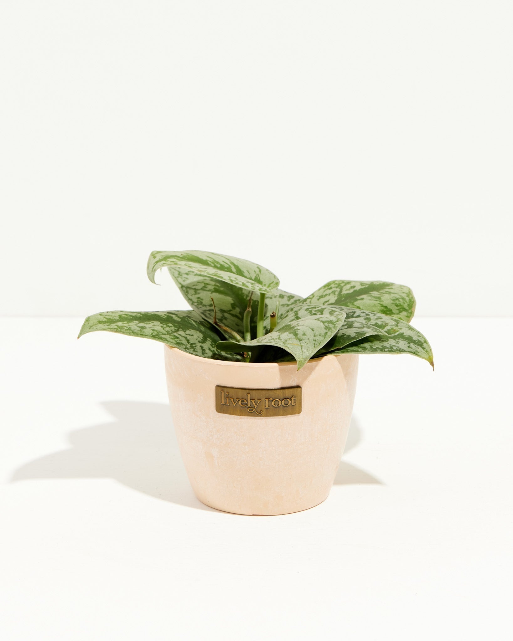 Silver Satin Pothos