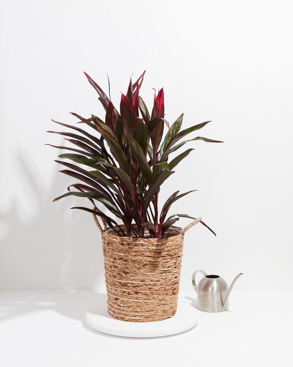 Hawaiian Ti Plant