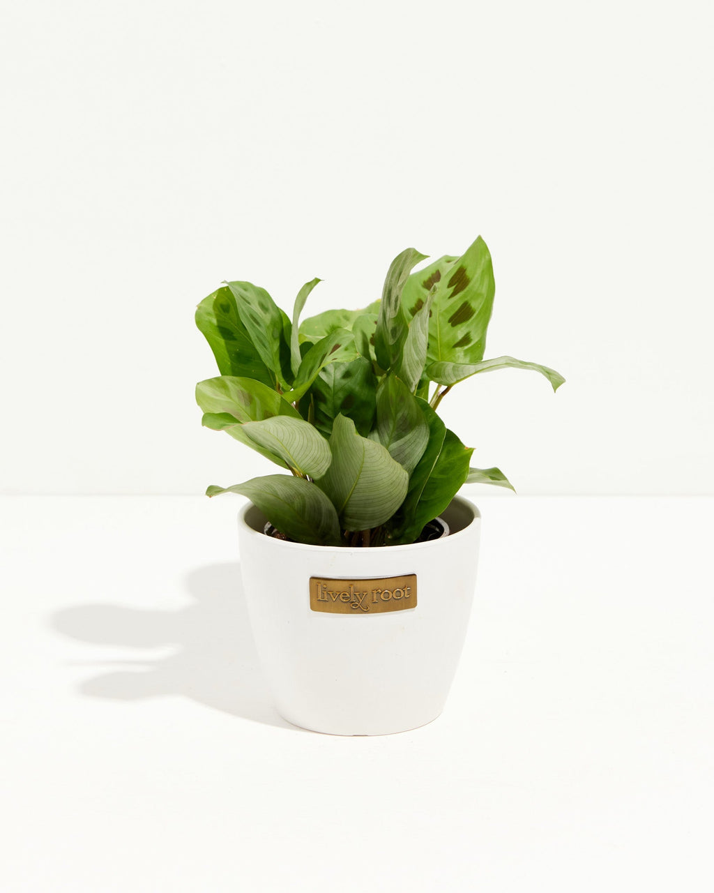 Maranta Leuconeura