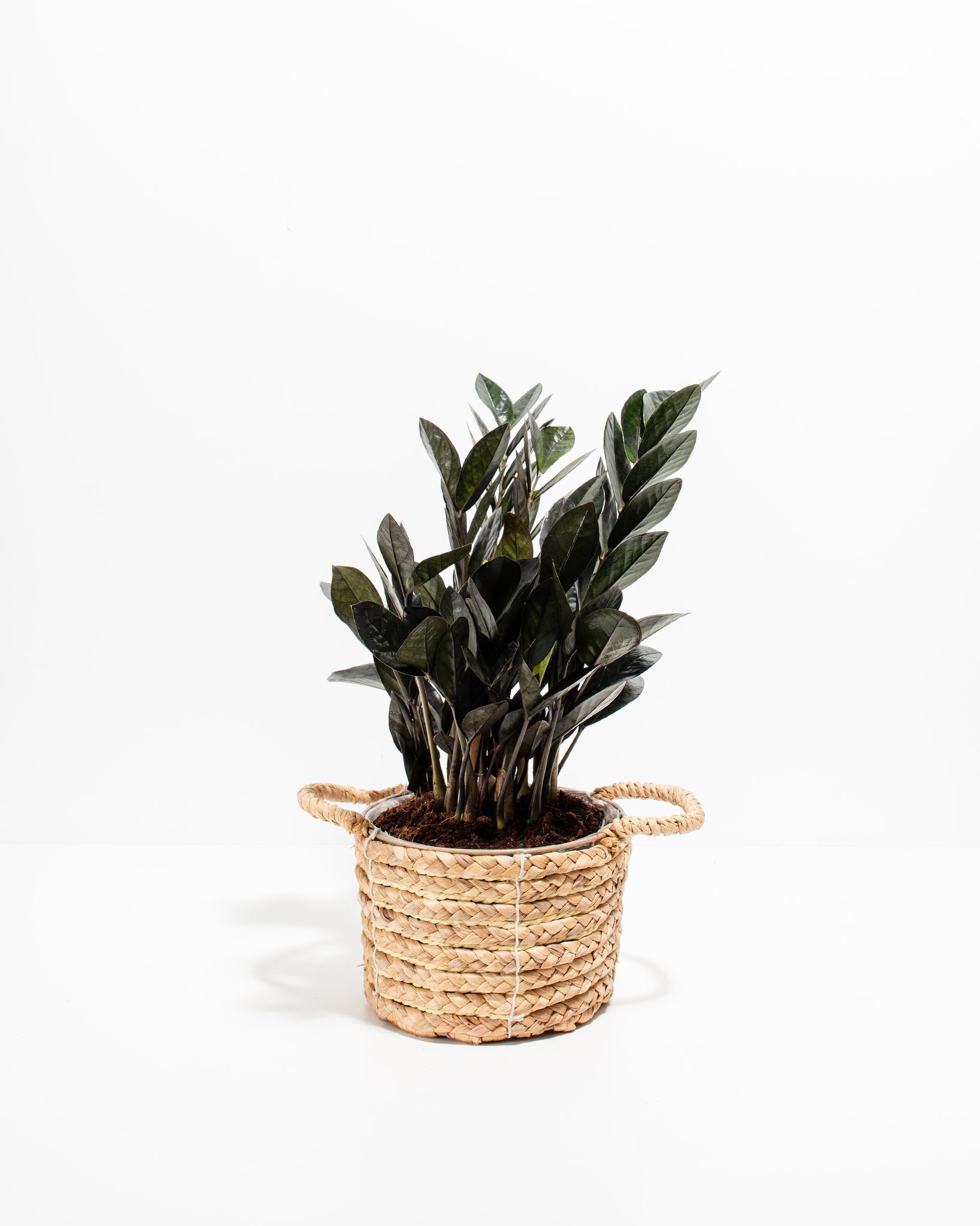 Black Raven ZZ Plant
