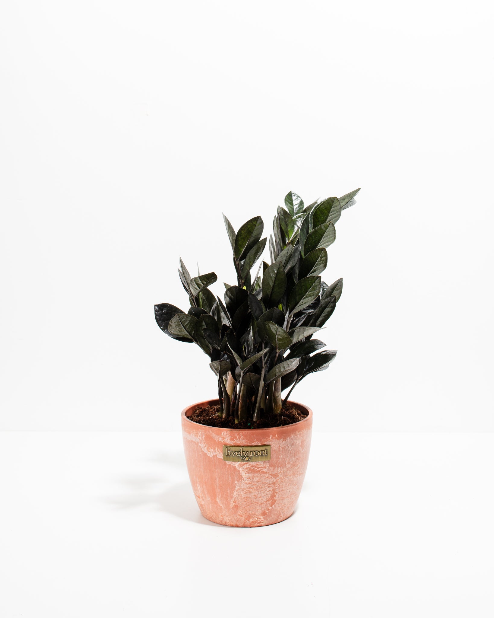 Black Raven ZZ Plant