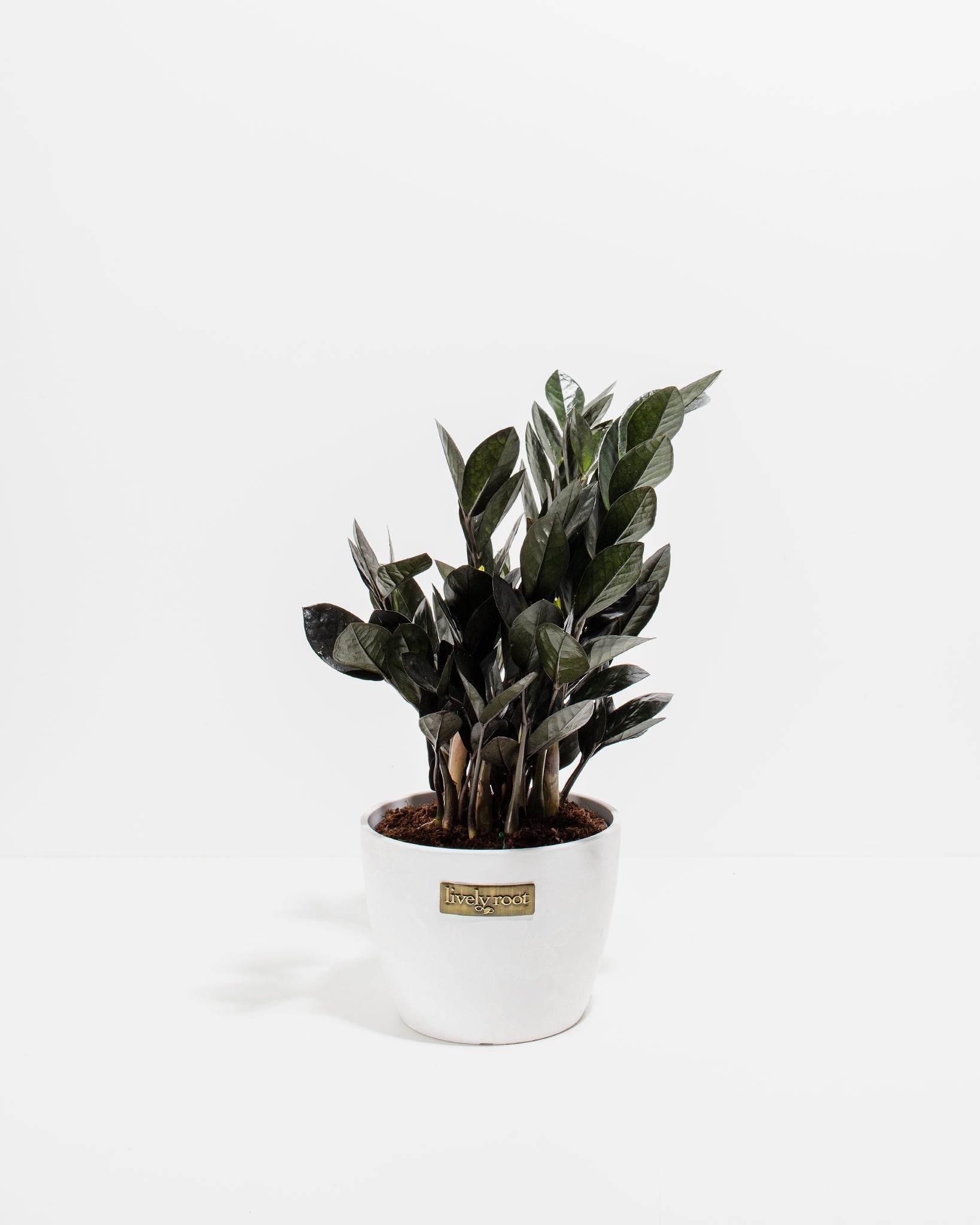Black Raven ZZ Plant