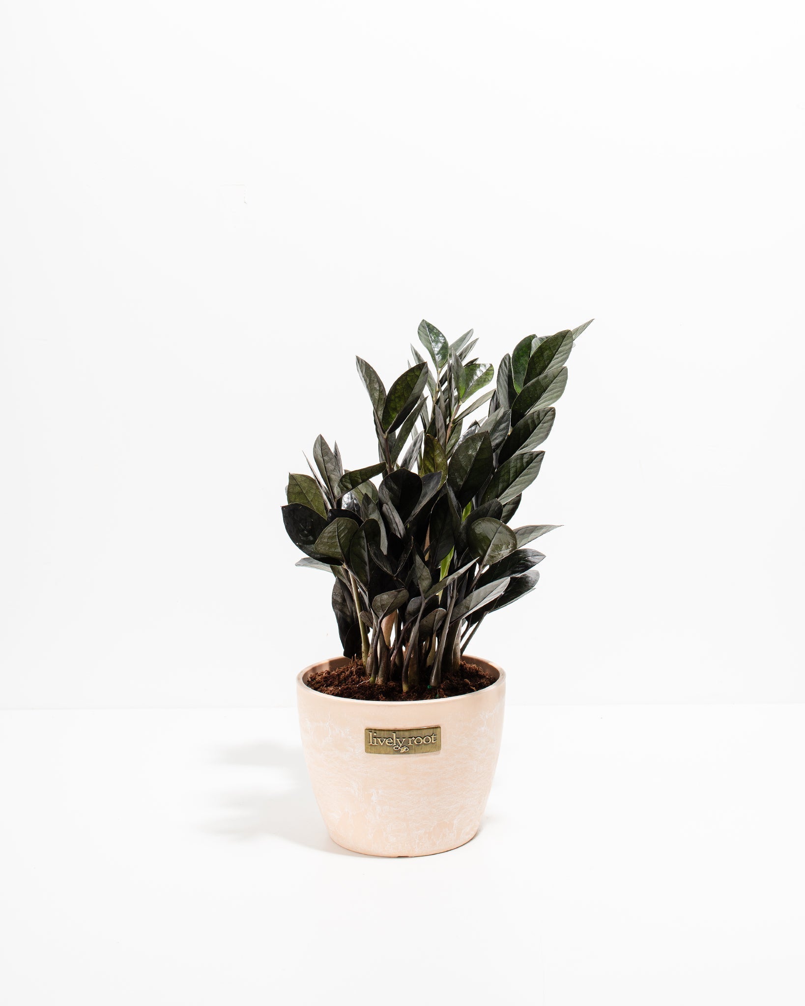 Black Raven ZZ Plant