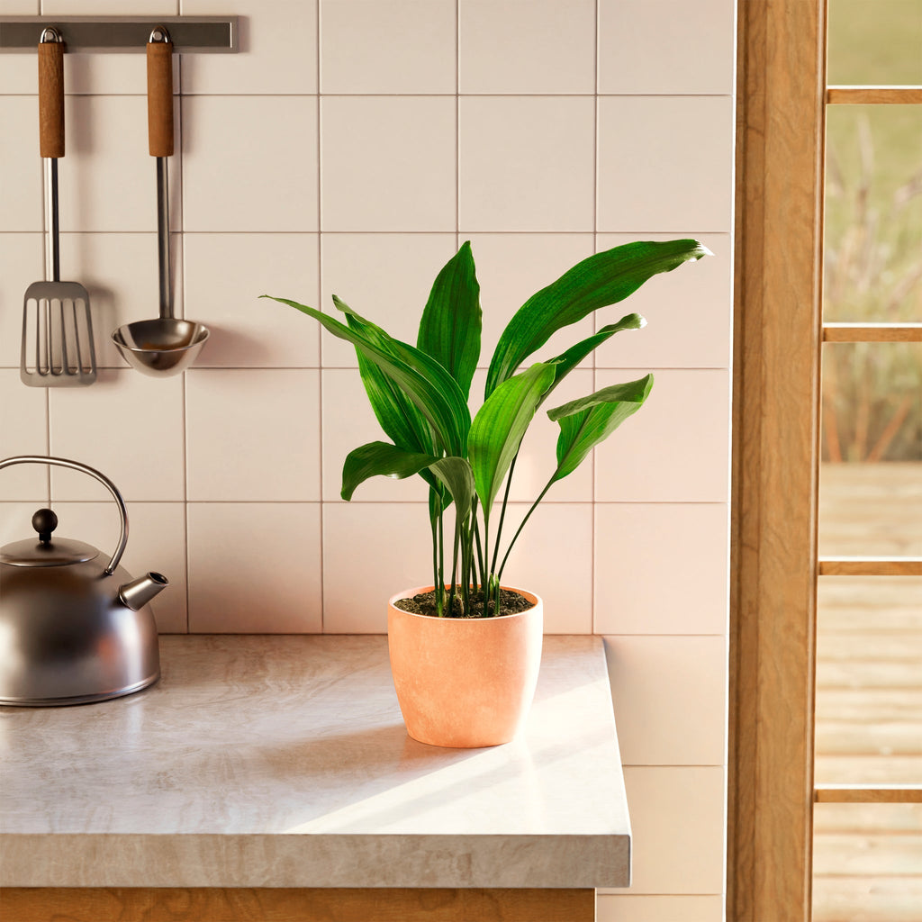 Cast Iron Plant