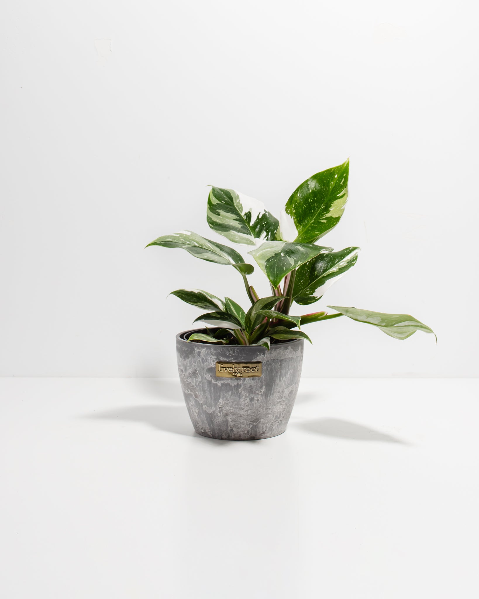 White Princess Philodendron