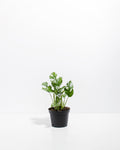 Philodendron Ginny (Mini Monstera)