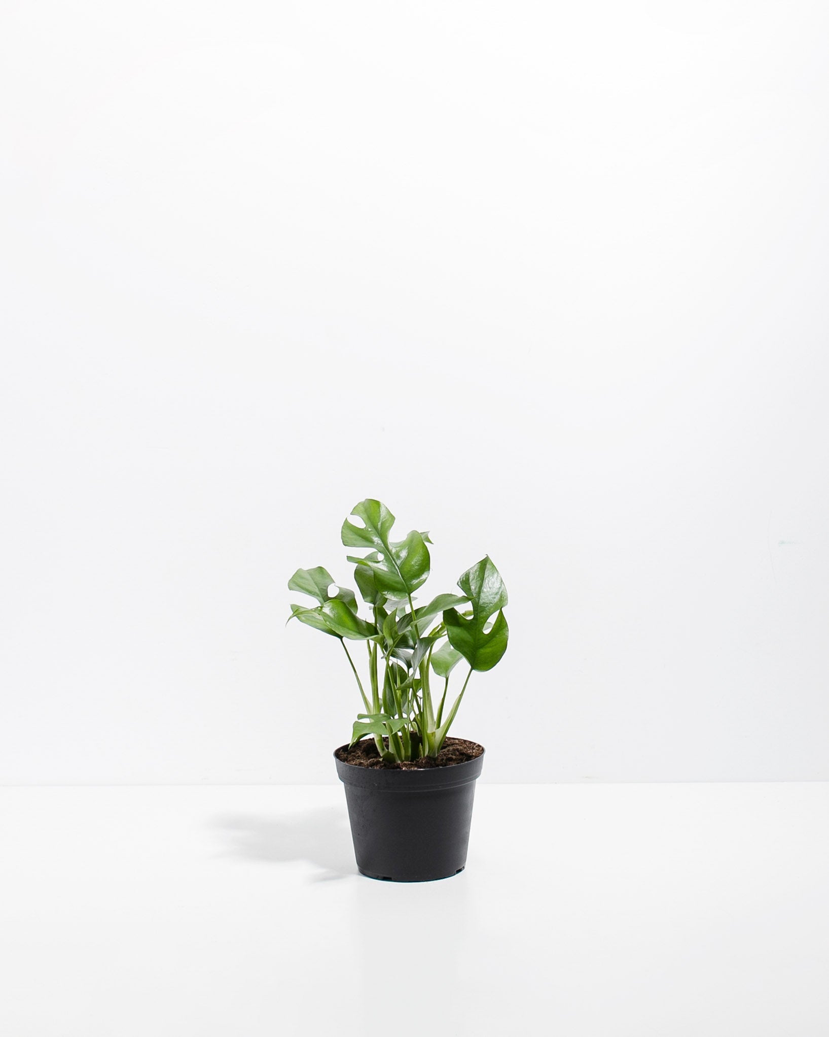 Philodendron Ginny (Mini Monstera)