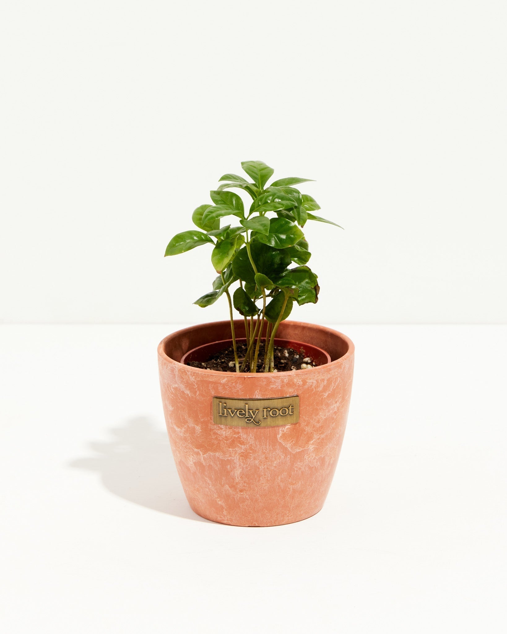 Coffee Plant (Coffea arabica)