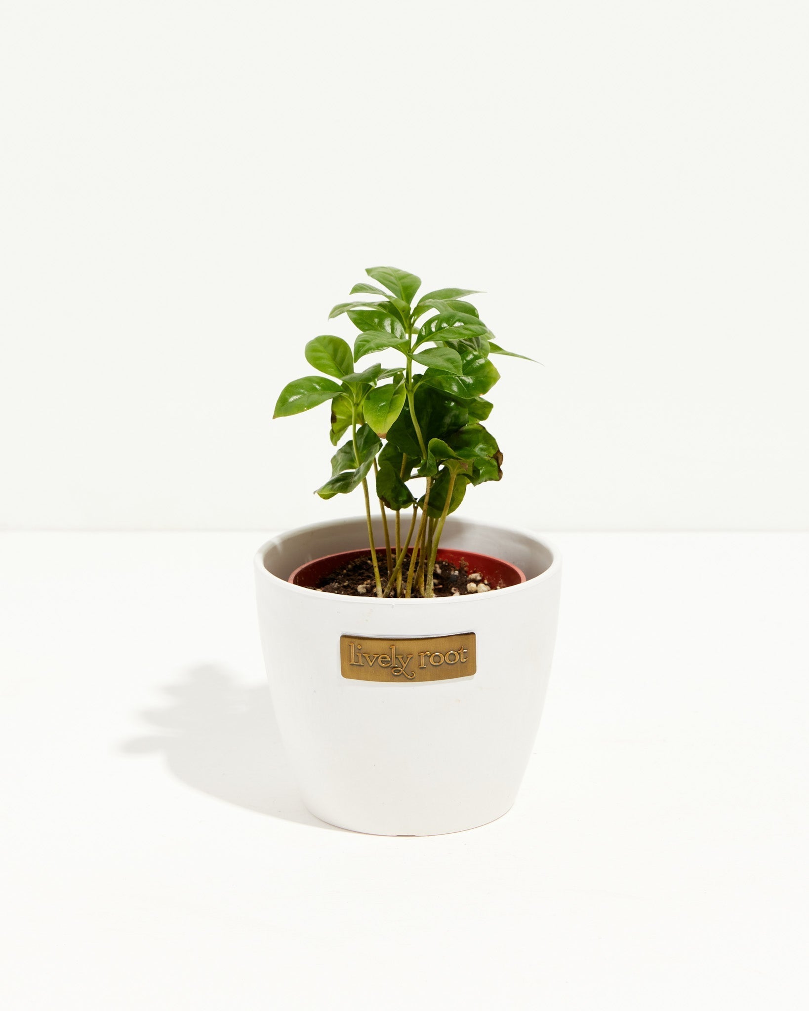 Coffee Plant (Coffea arabica)