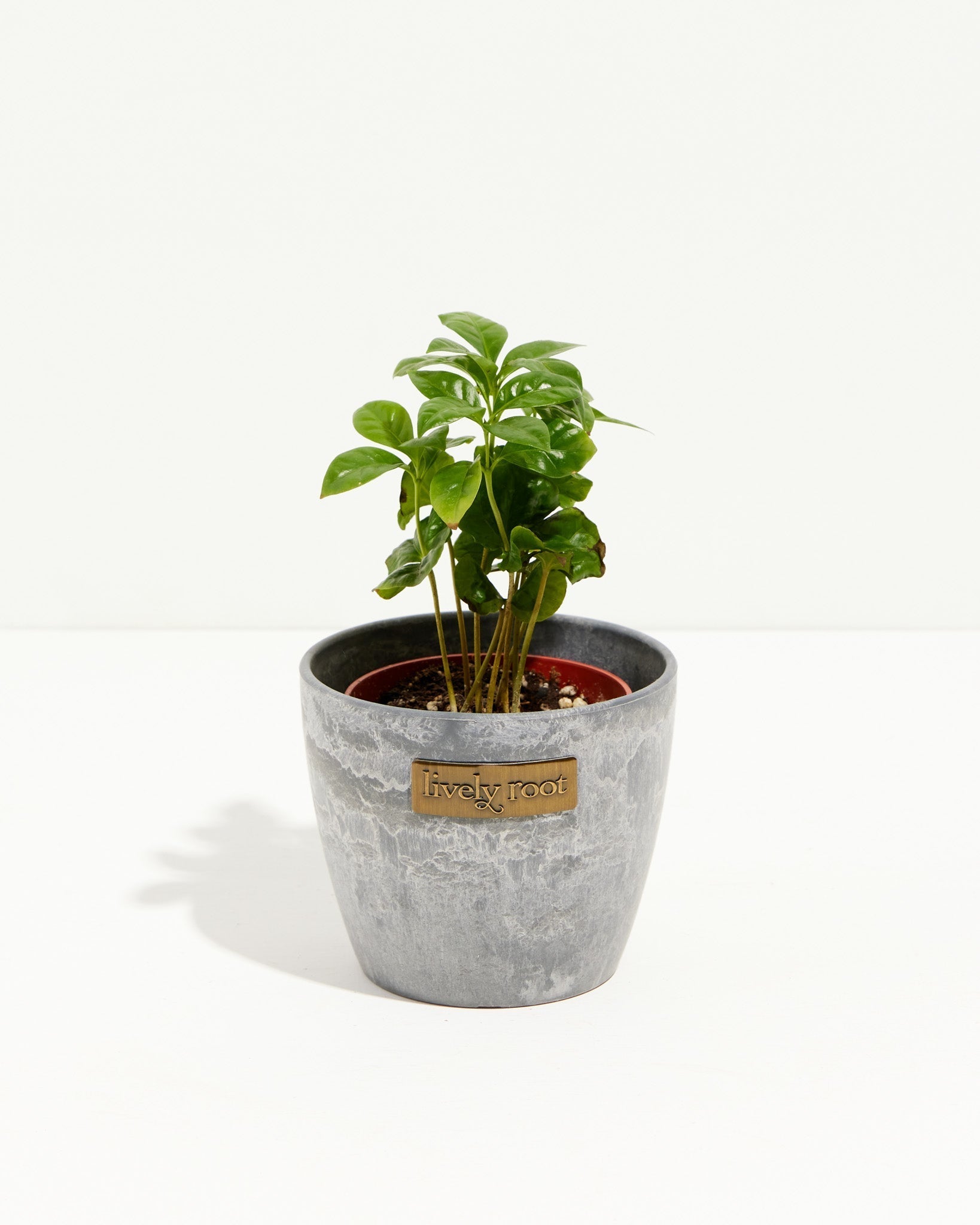 Coffee Plant (Coffea arabica)