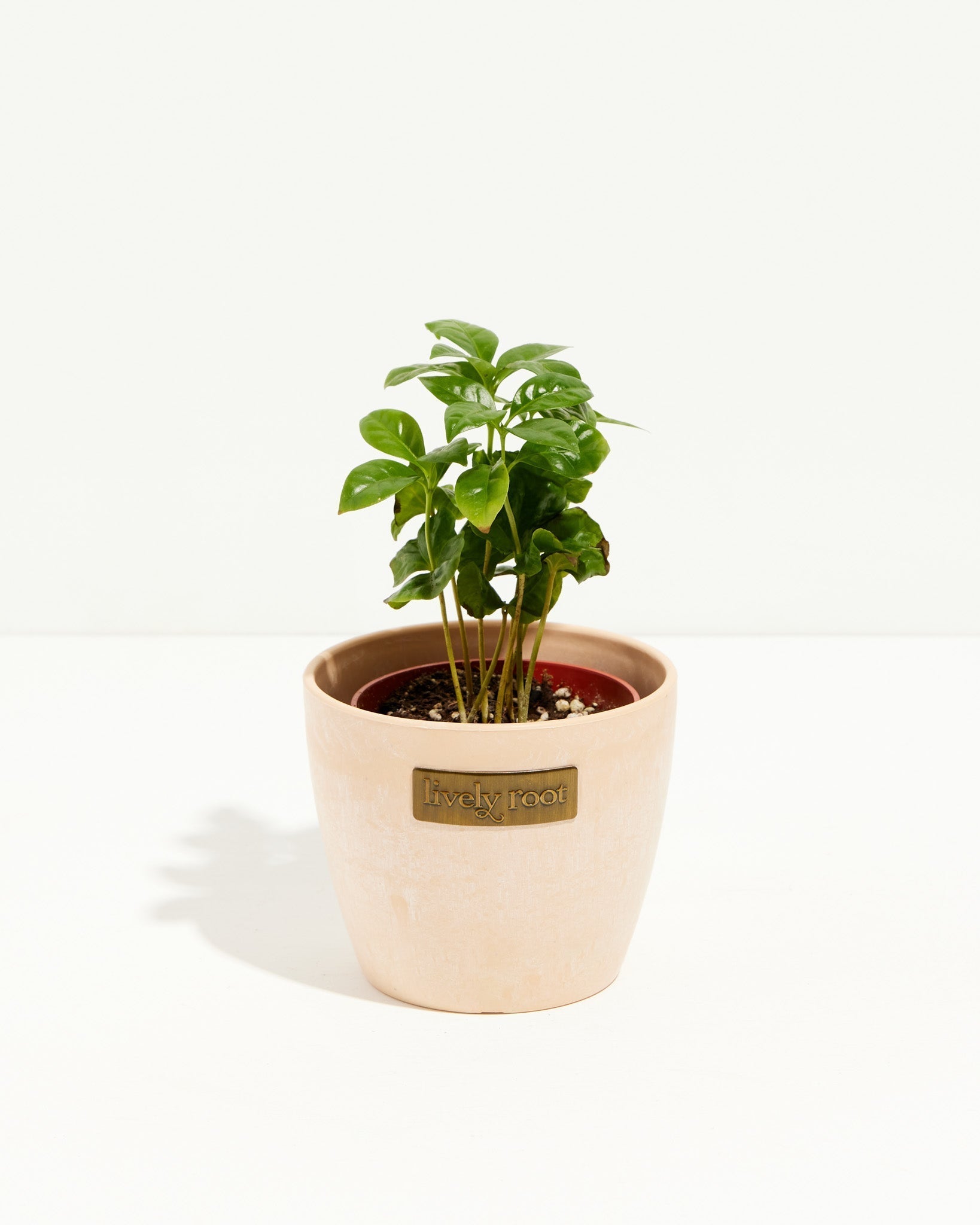 Coffee Plant (Coffea arabica)