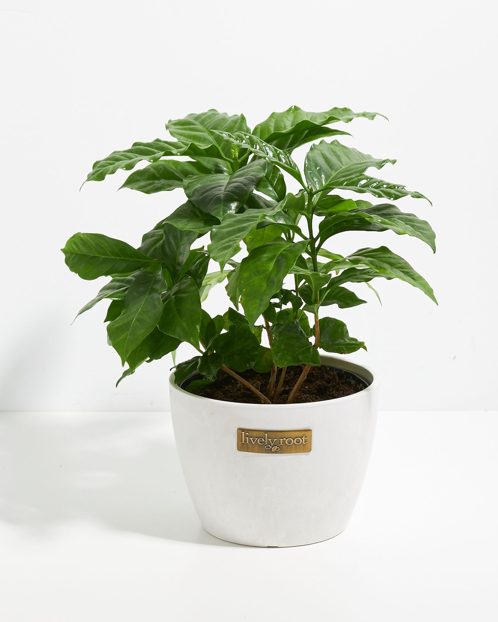 Coffee Plant (Coffea arabica)