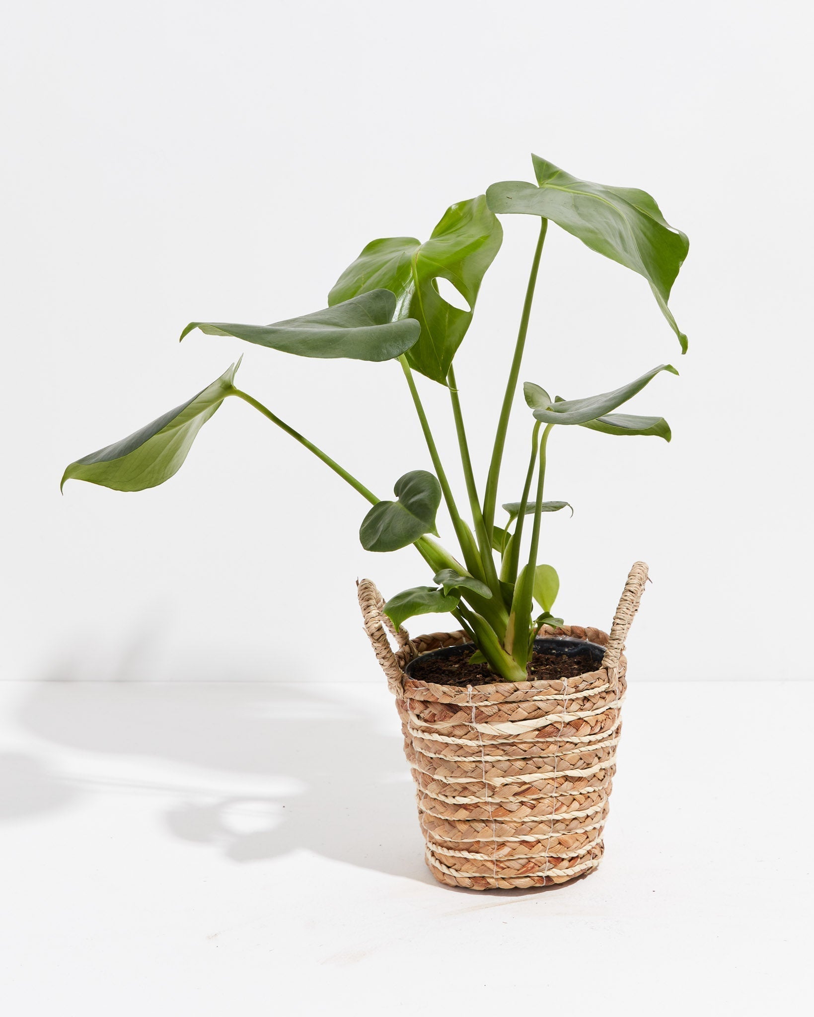 Monstera Deliciosa (Split Leaf Philodendron)