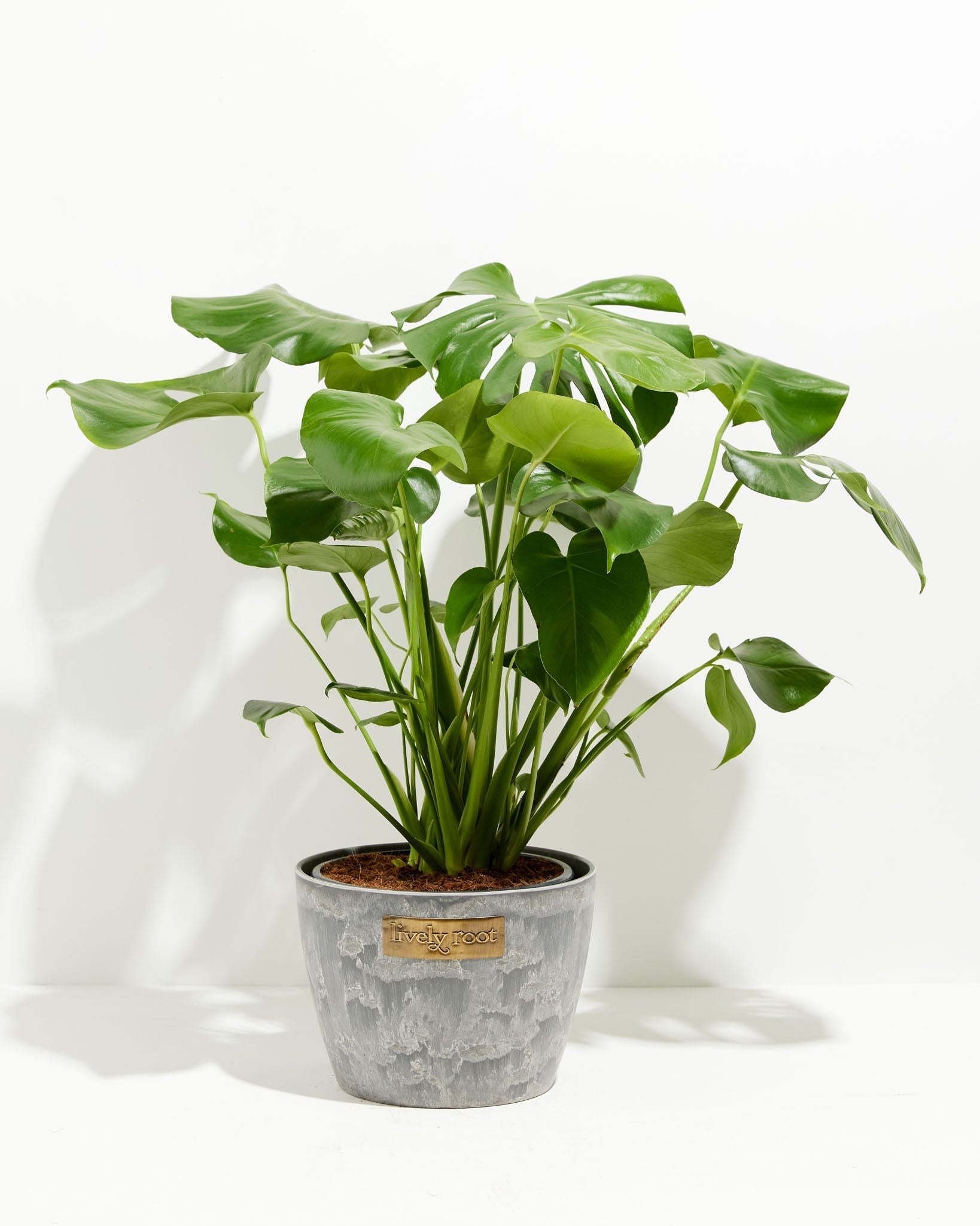 Monstera Deliciosa (Split Leaf Philodendron)