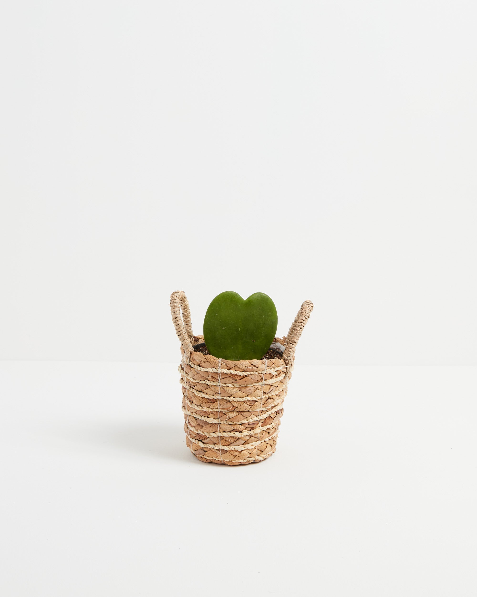 Hoya Heart Plant