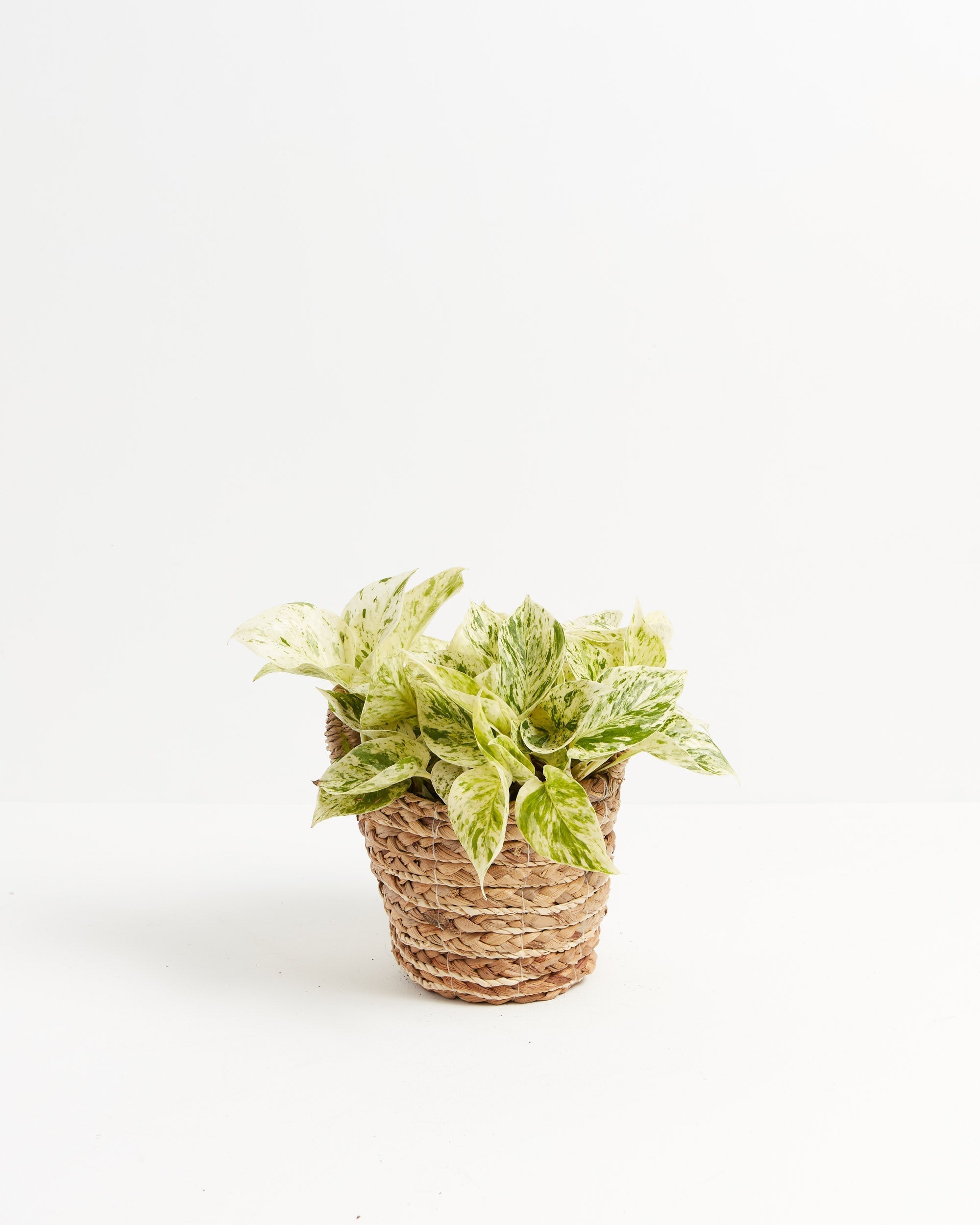 Marble Queen Pothos