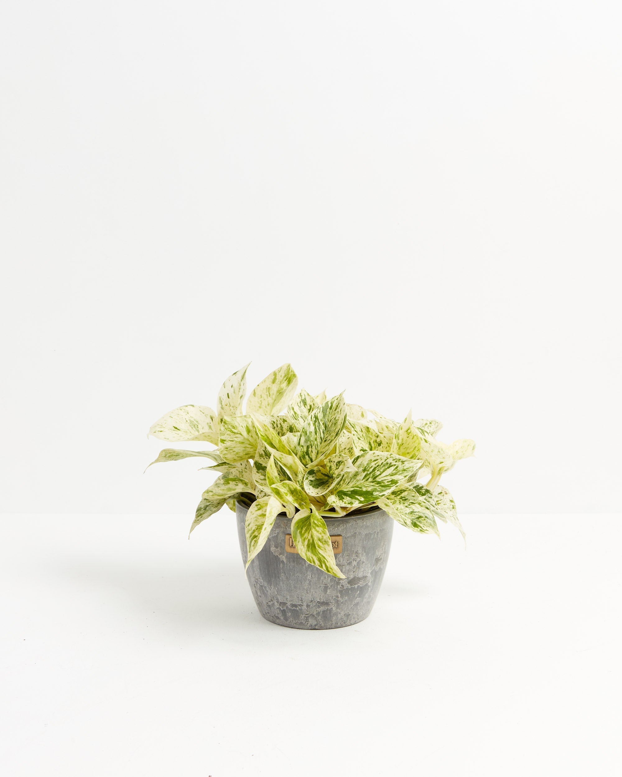 Marble Queen Pothos