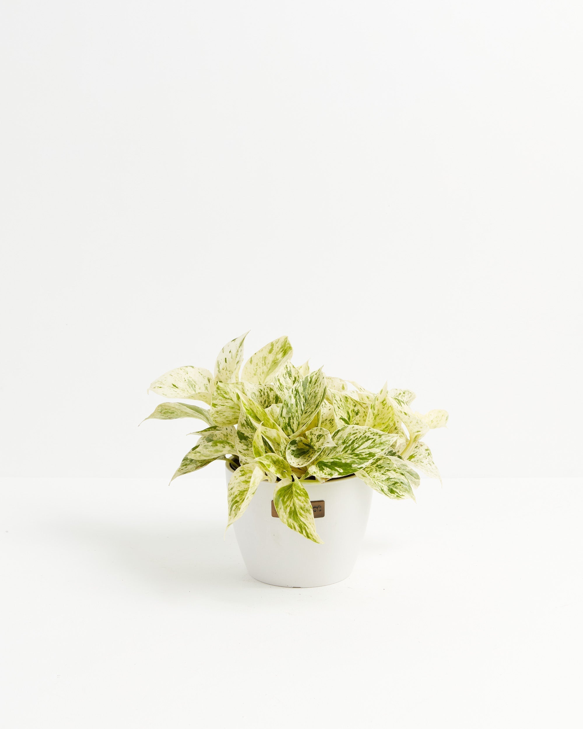Marble Queen Pothos