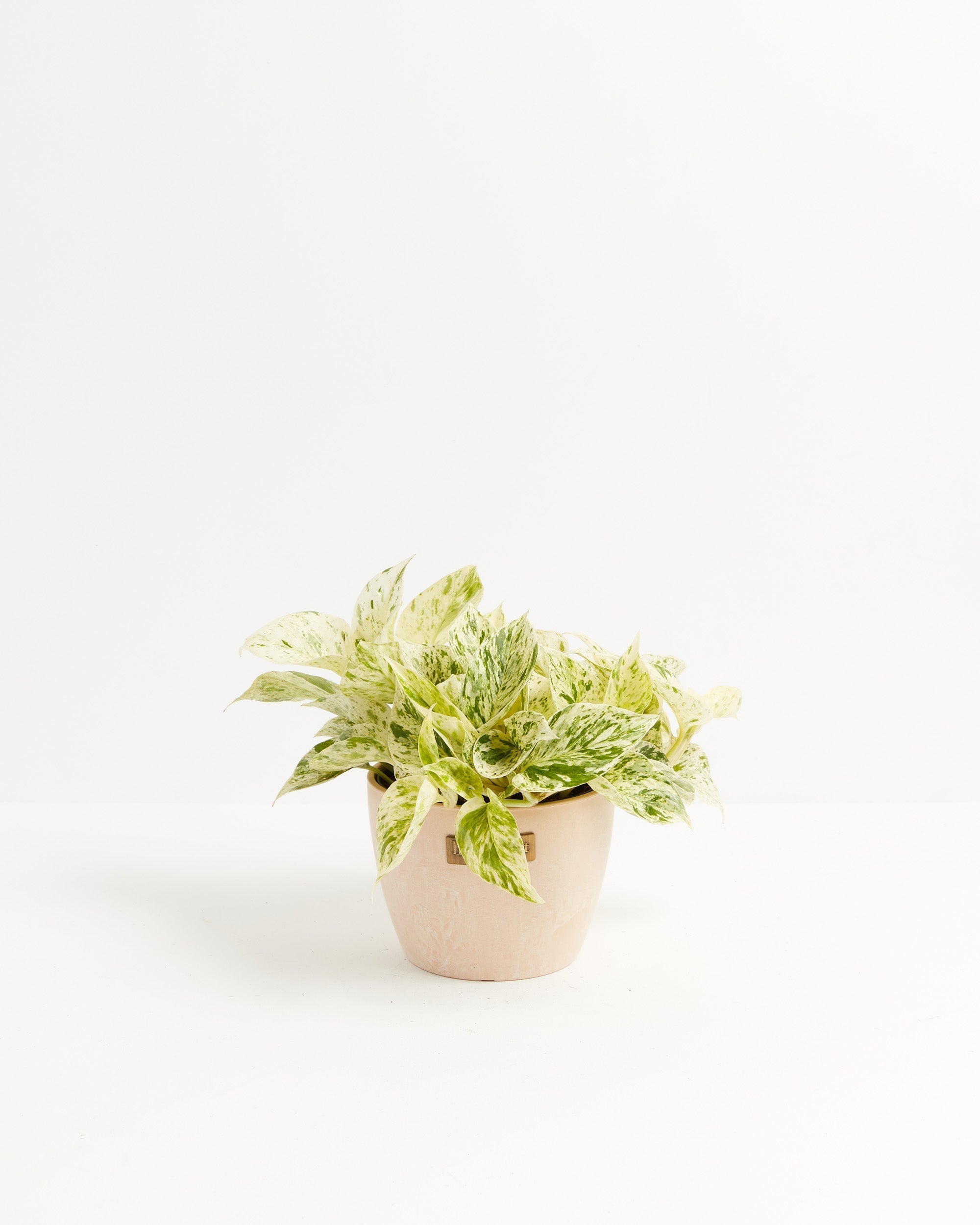 Marble Queen Pothos